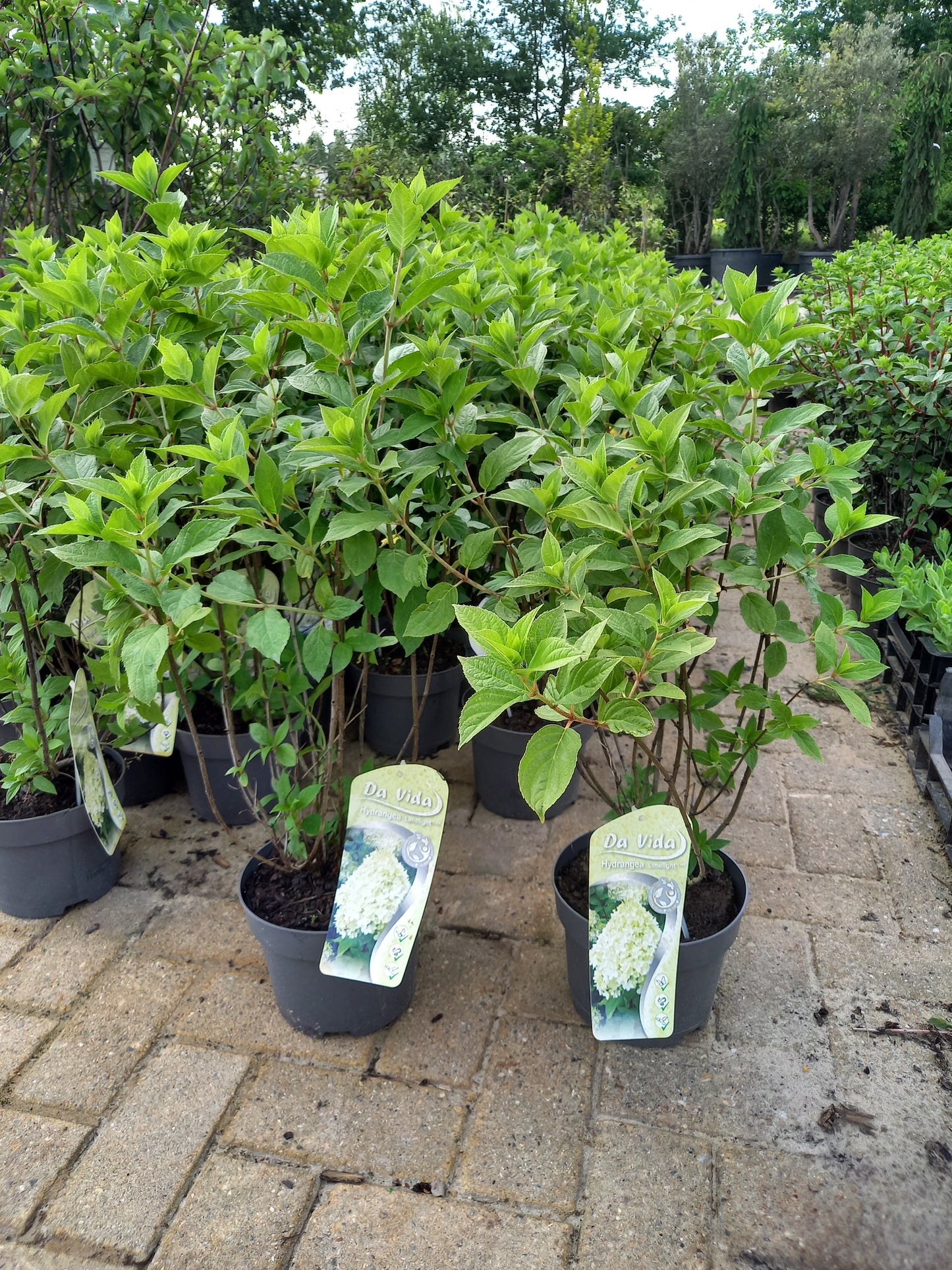 Hydrangea paniculata Lime light hortensia