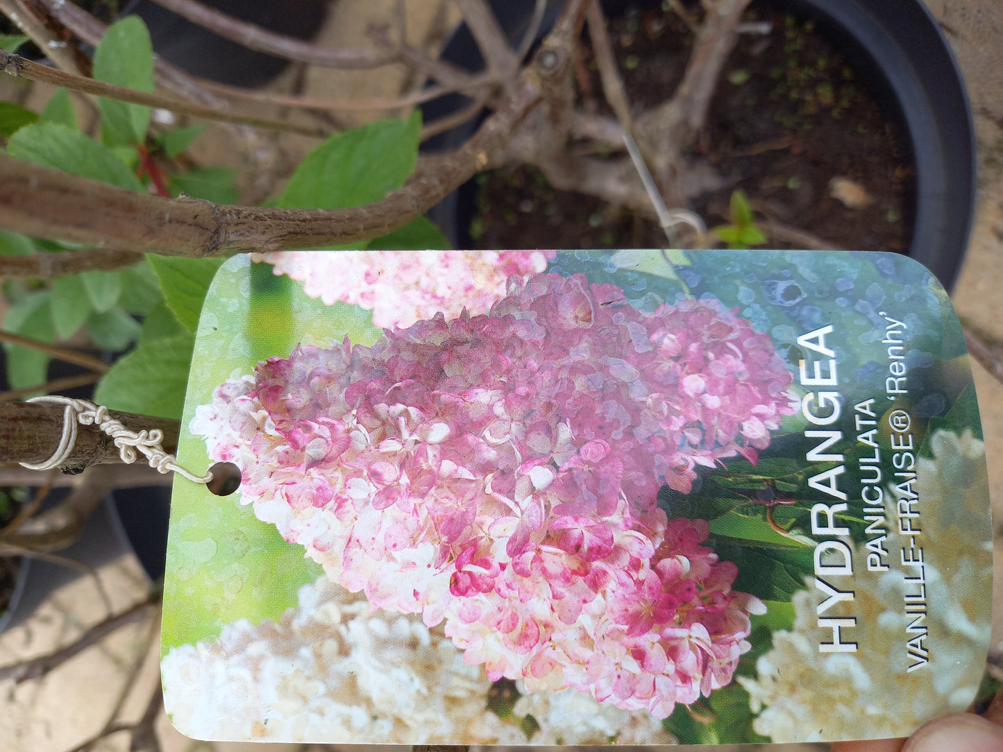 Hydrangea Vannille Fraise Renhy hortensia