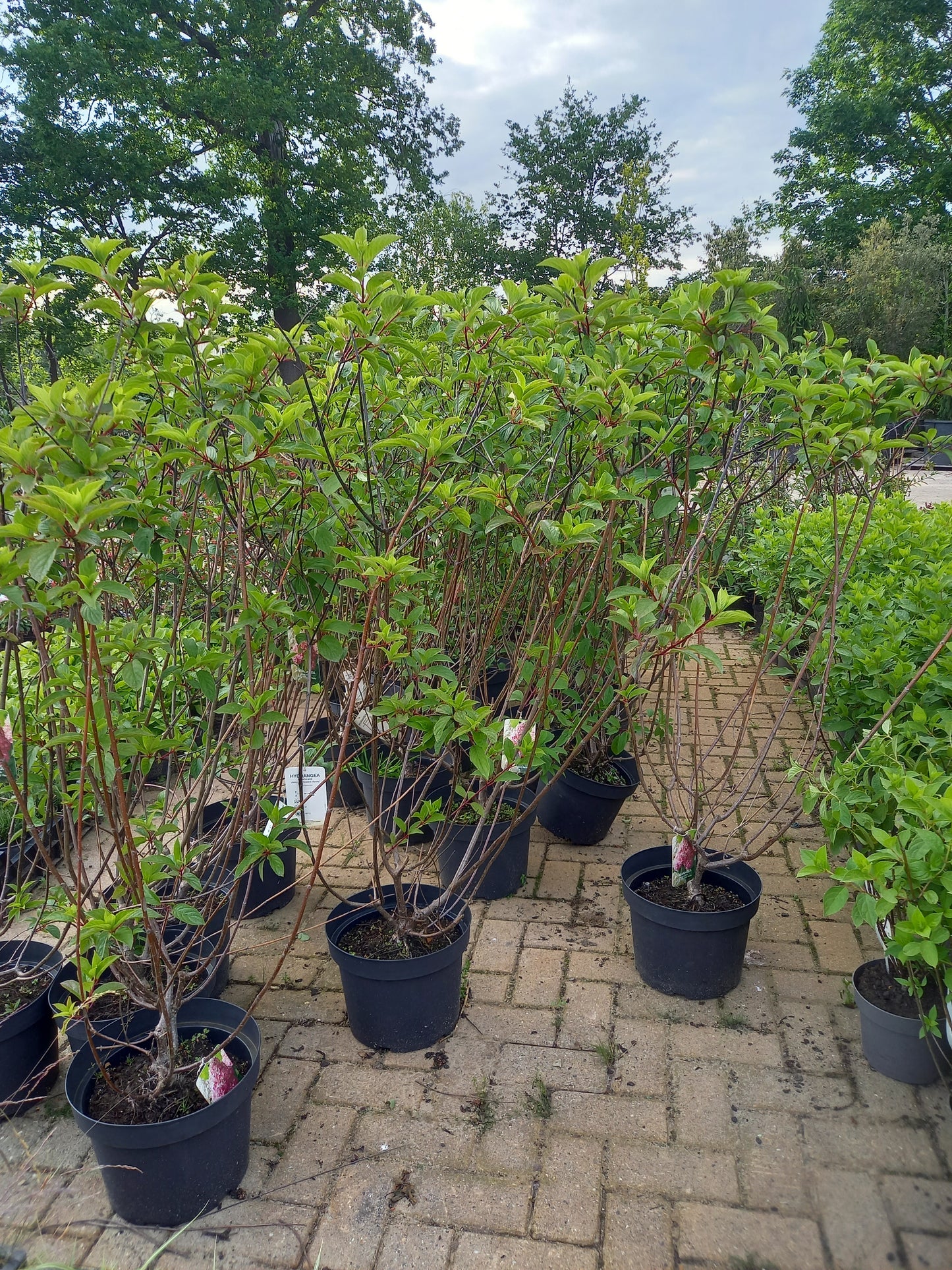 Hydrangea Vannille Fraise Renhy groot