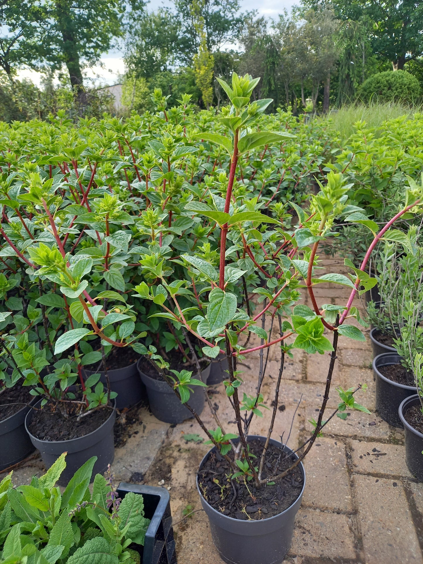 Hydrangea Vannille Fraise Renhy hortensia