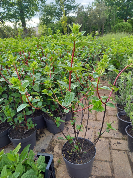 Hydrangea Vannille Fraise Renhy hortensia