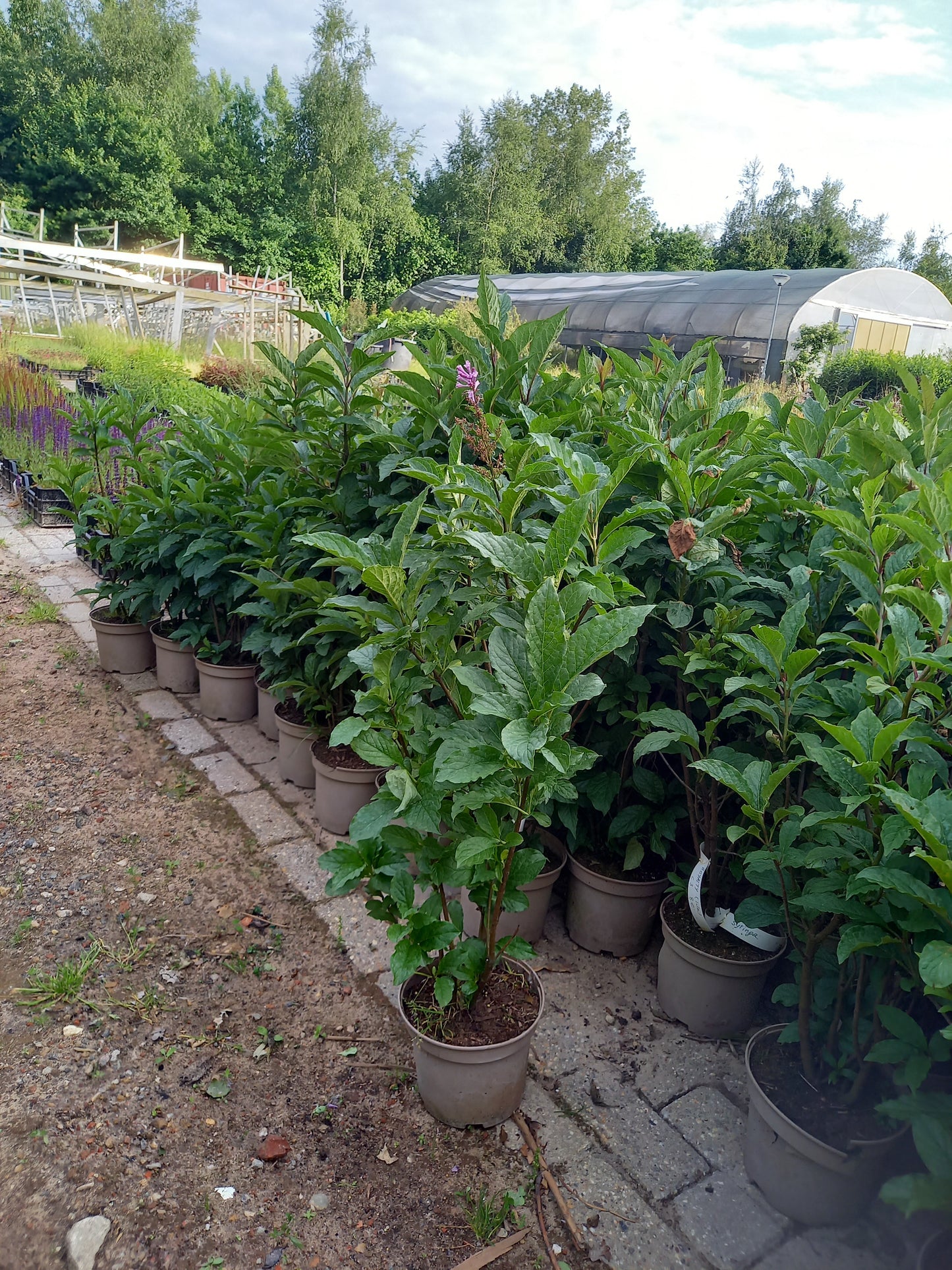 Syringa prestoniae royalty Sering