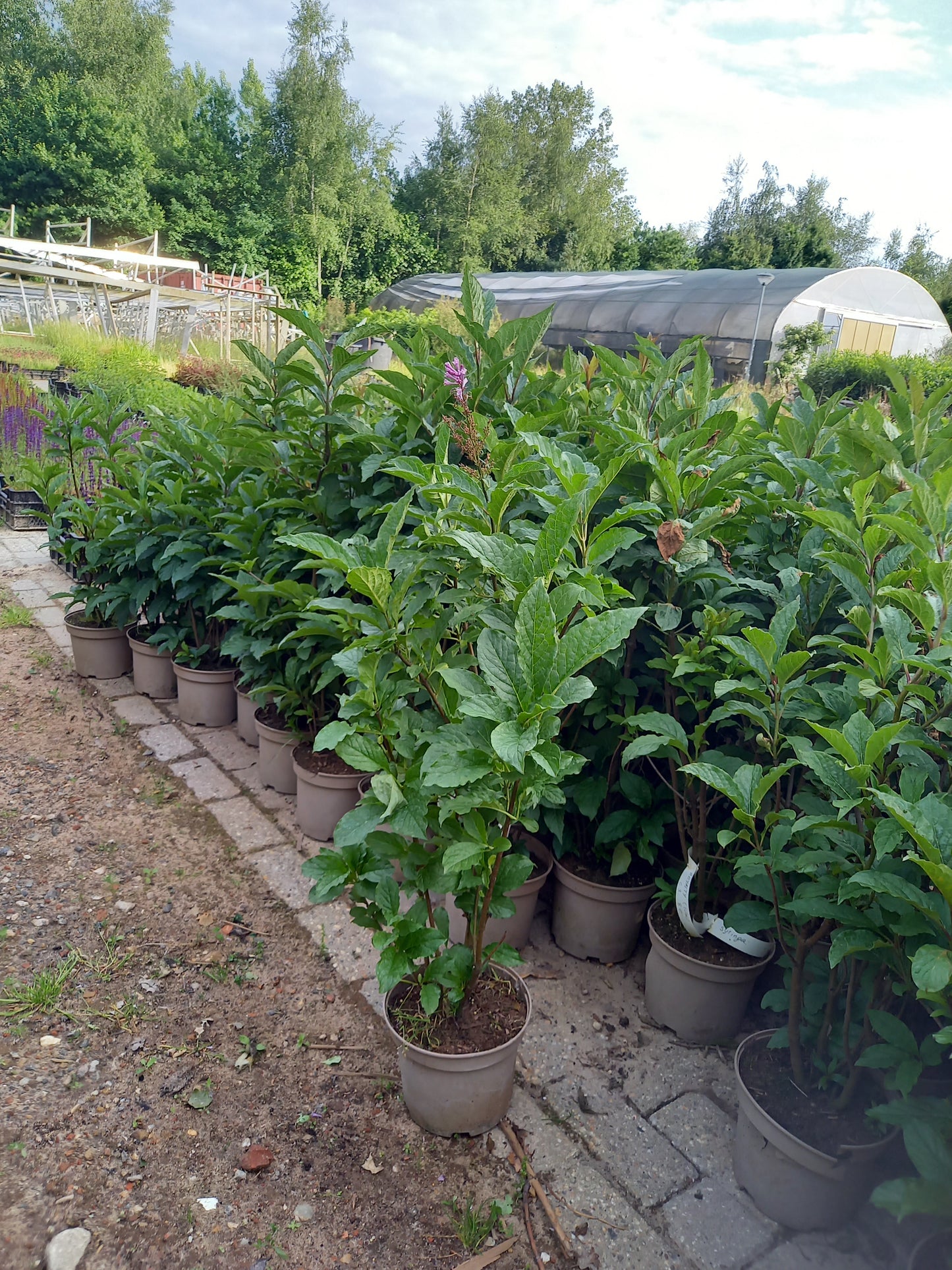 Syringa prestoniae royalty Sering