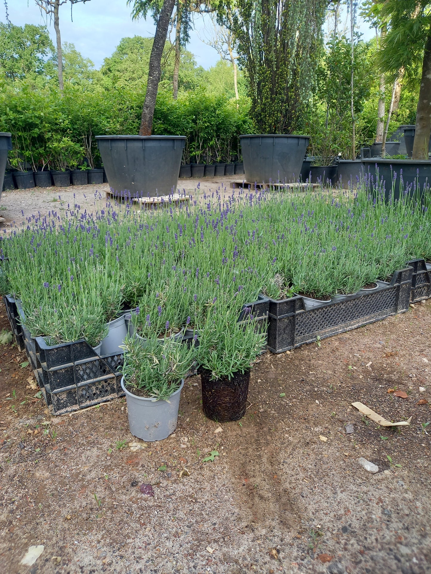 Lavendel Hidcote