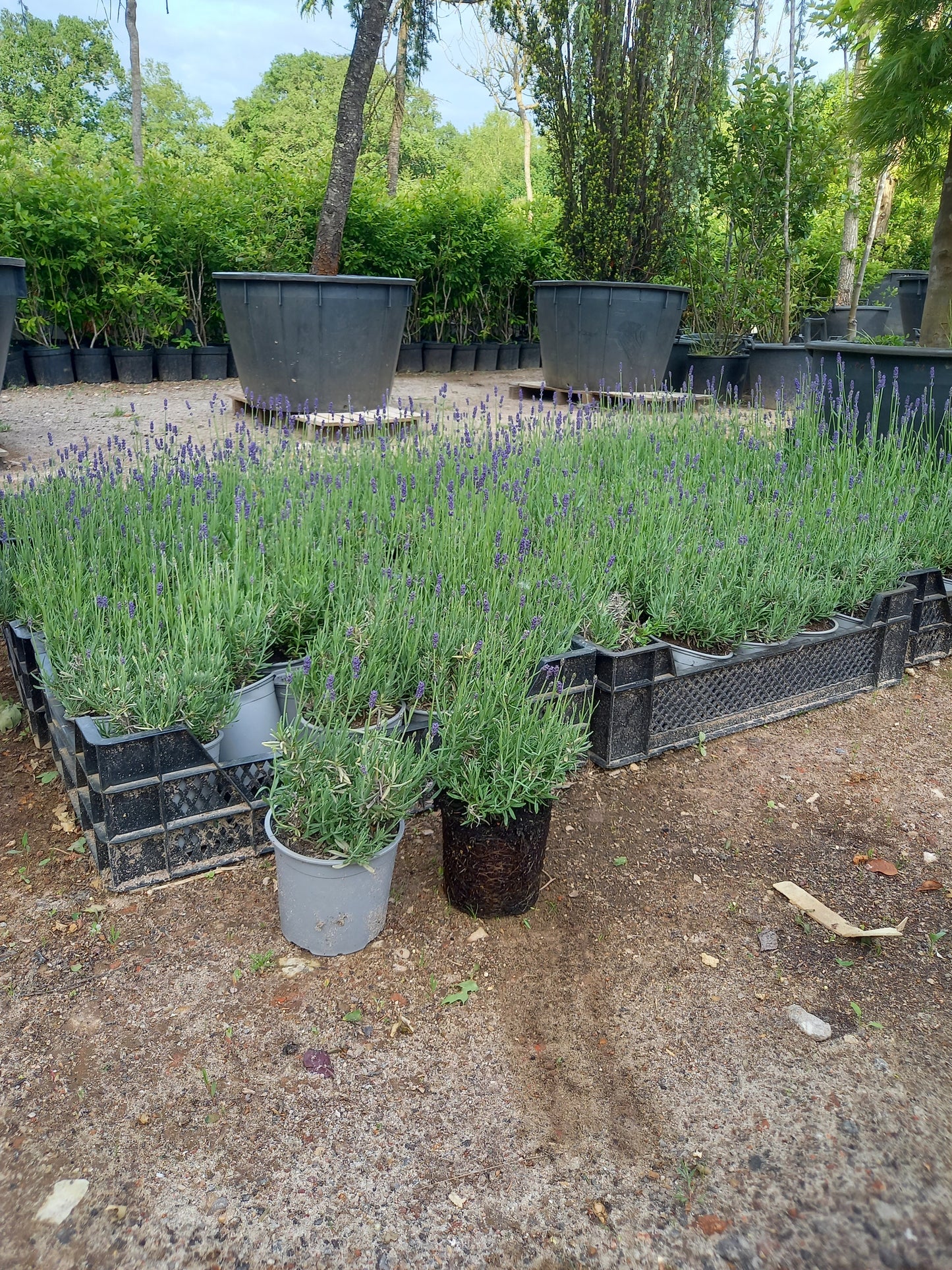 Lavendel Hidcote