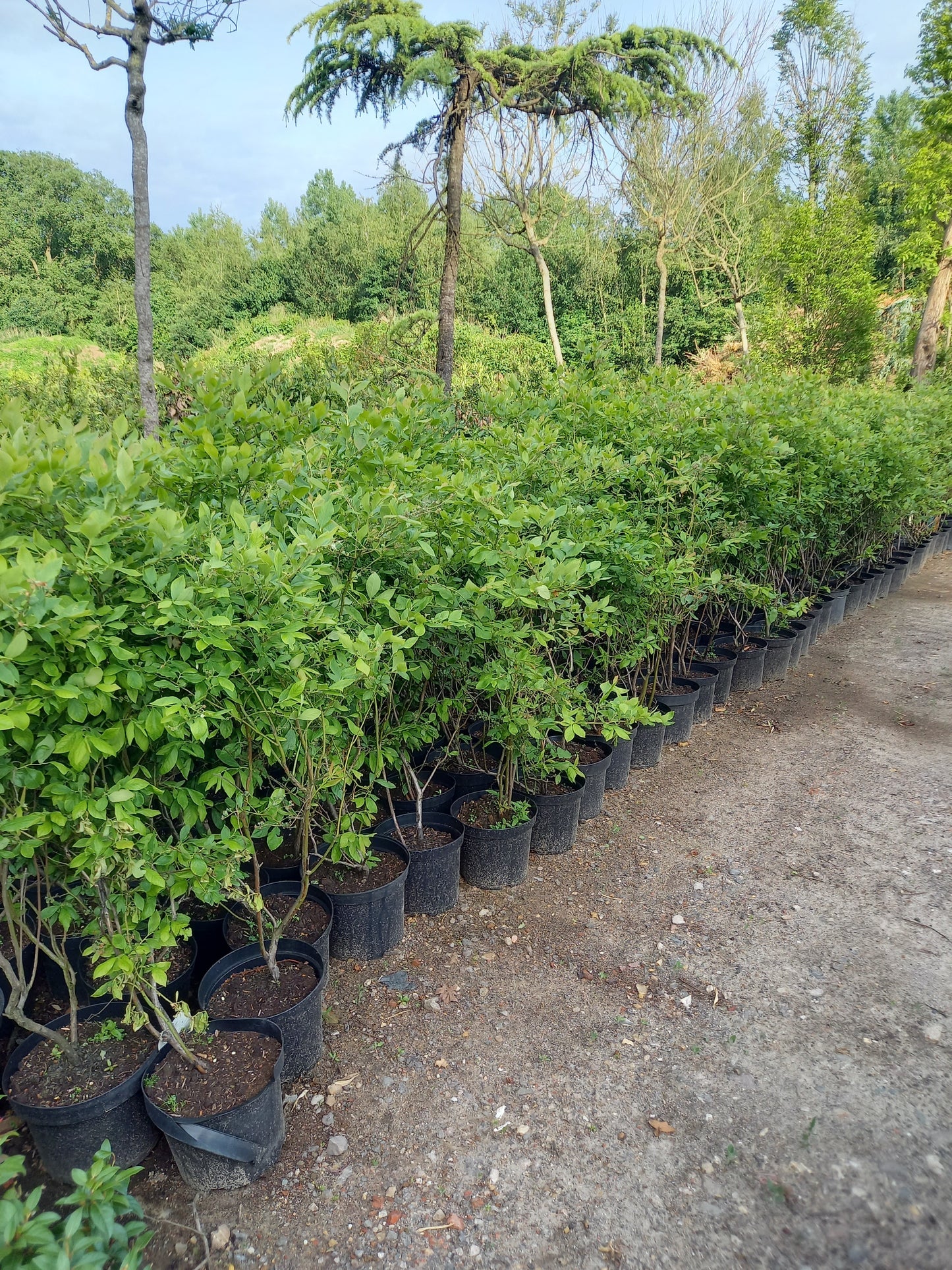 Vaccinium blue crop Blauwe bes