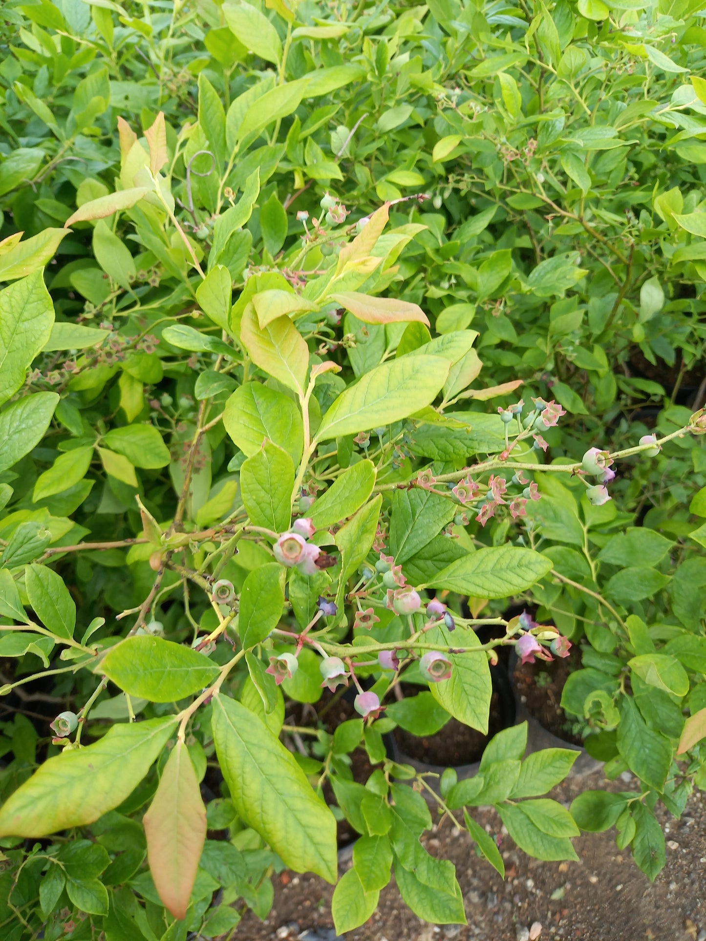 Vaccinium blue crop Blauwe bes