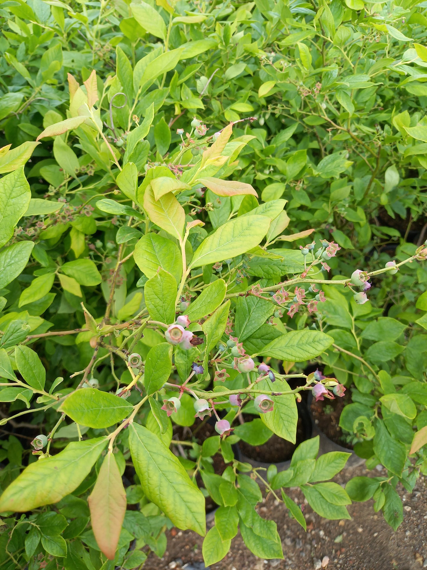 Vaccinium blue crop Blauwe bes
