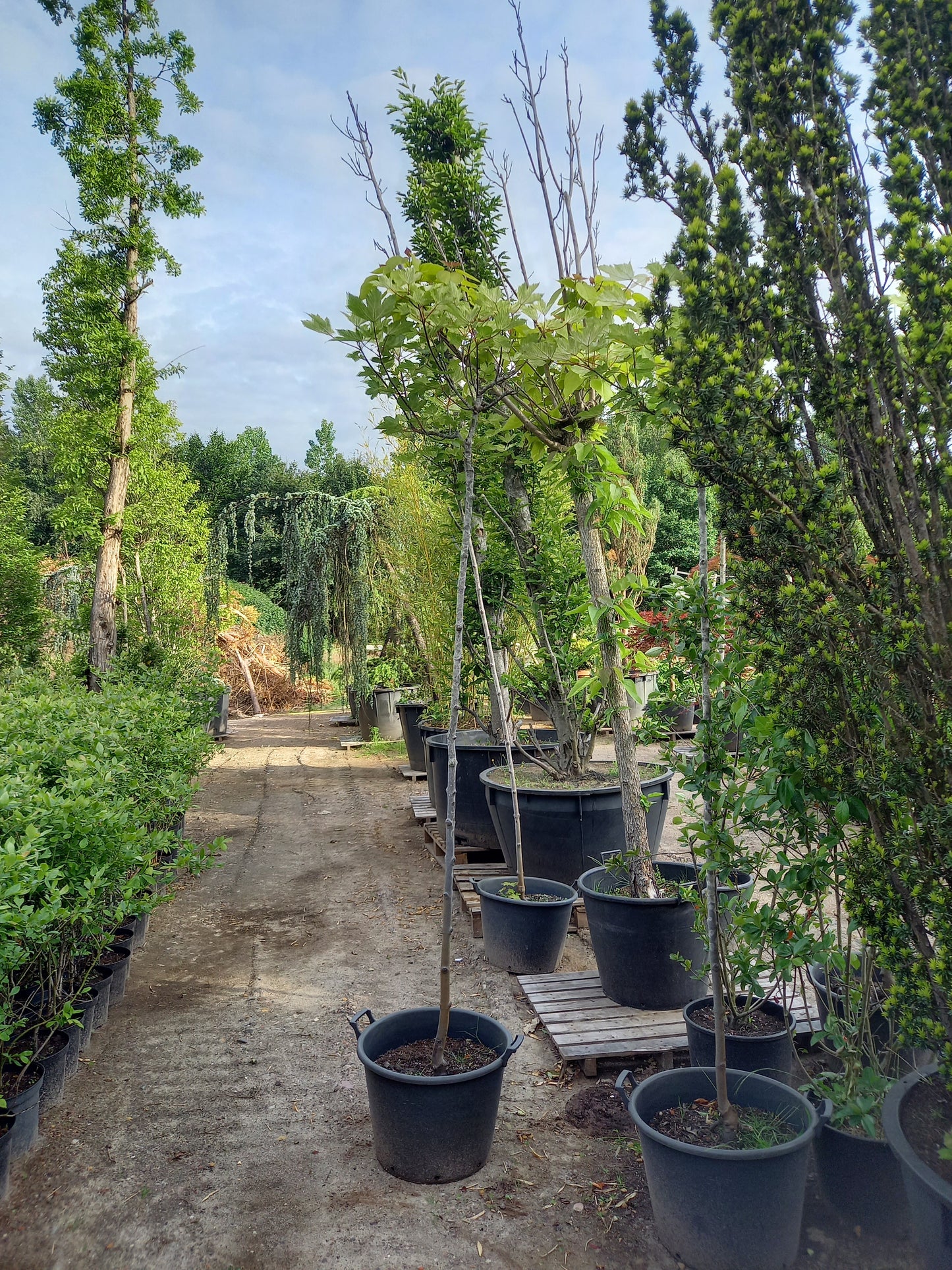 Acer pseudoplatanus "Brilliantissimum"