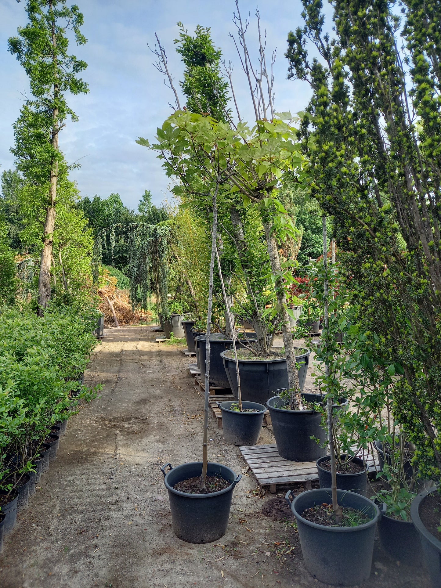 Acer pseudoplatanus "Brilliantissimum"