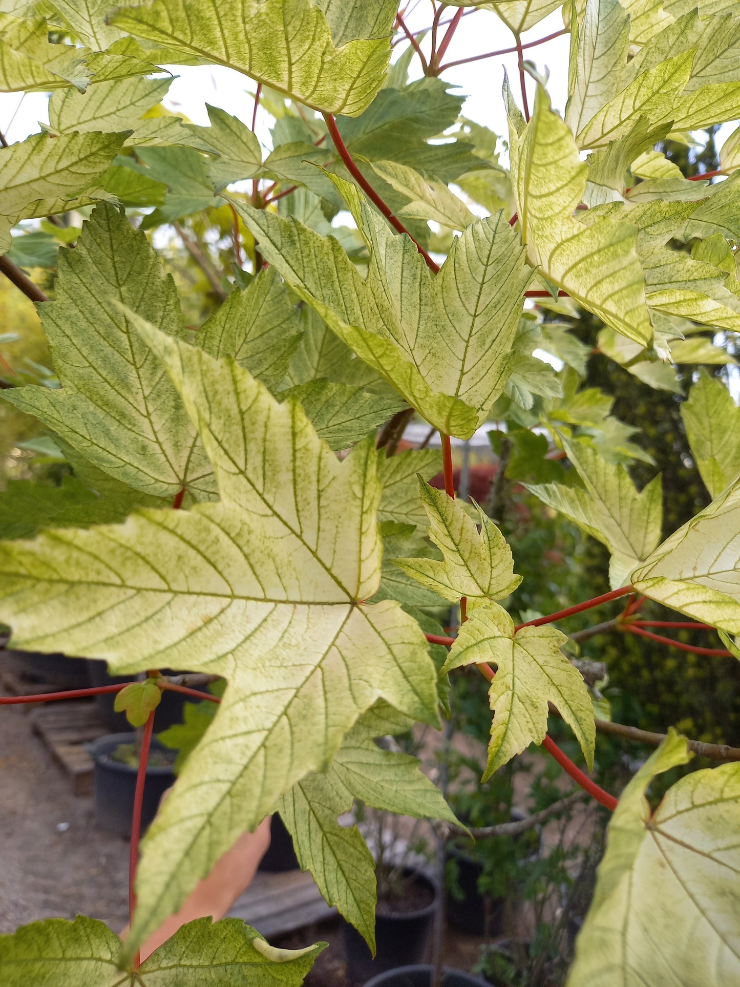 Acer pseudoplatanus "Brilliantissimum"