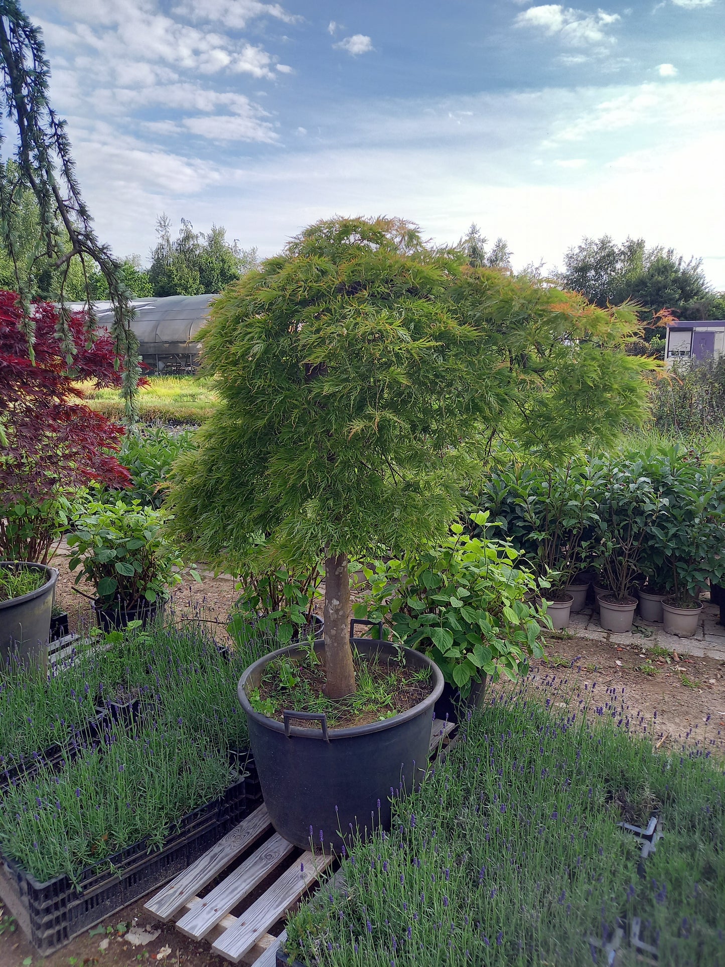 Japanse esdoorn groen