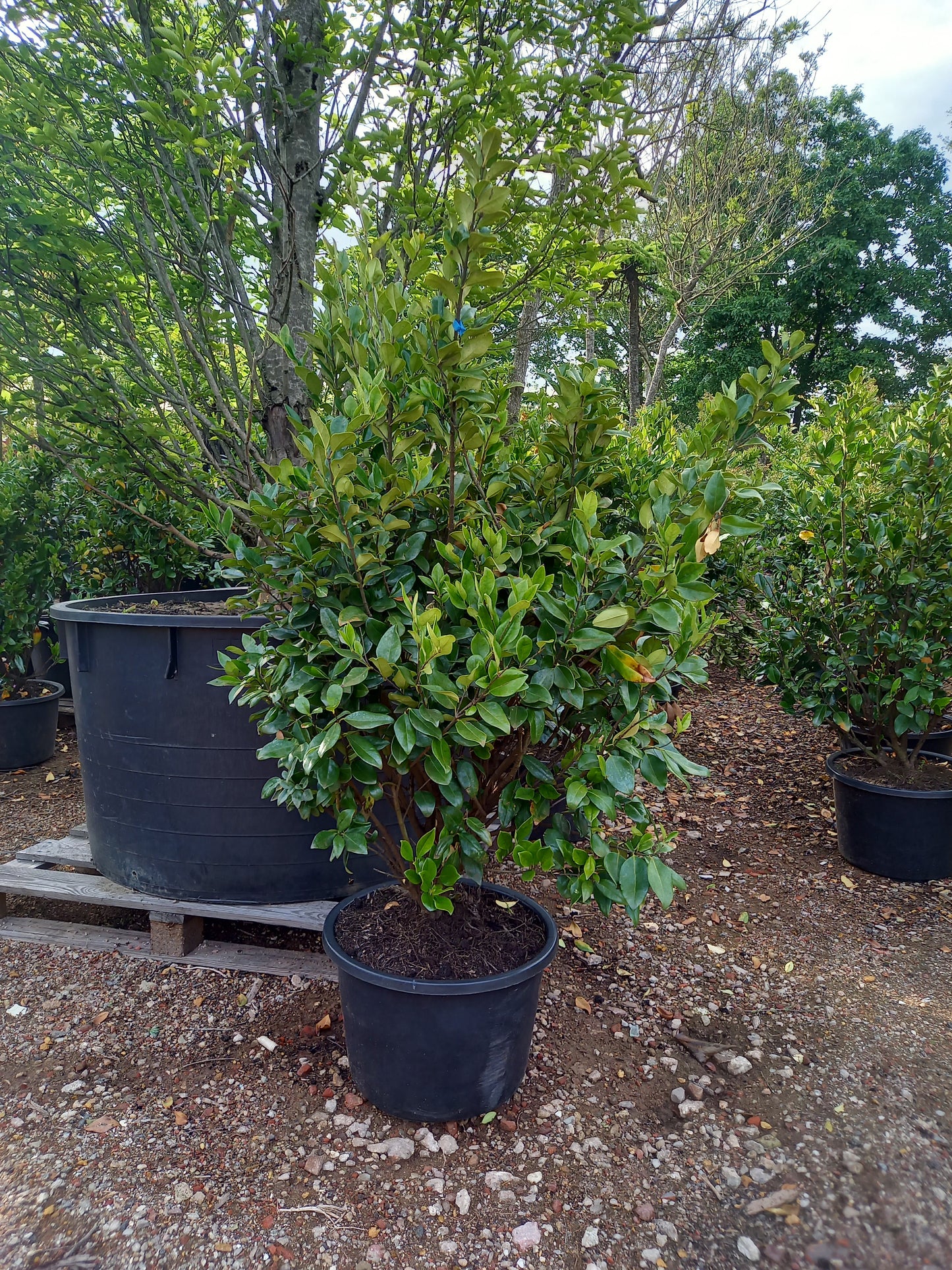 Ligustrum Texanum groenblijvende liguster