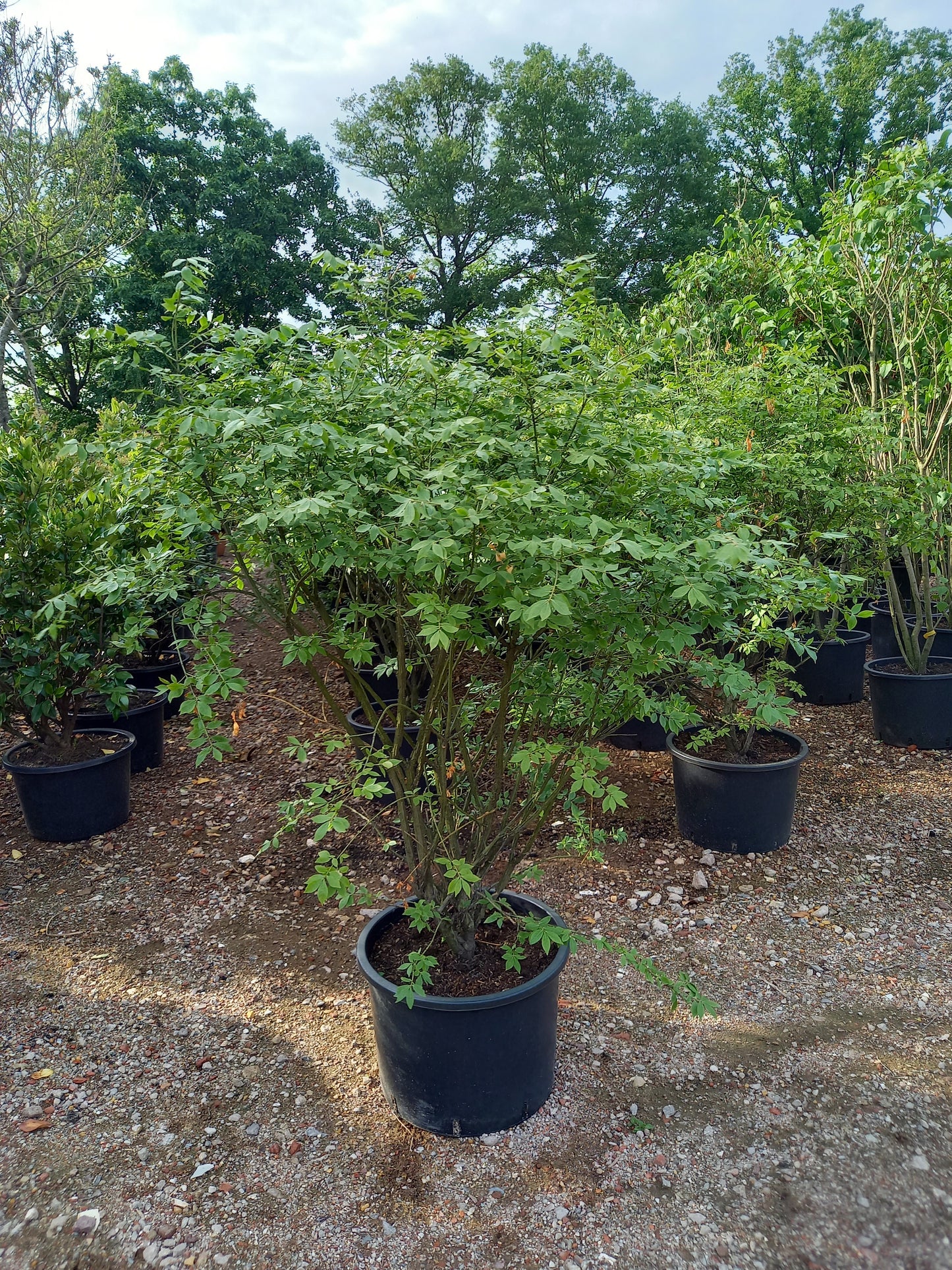 Euonymus alatus compactus