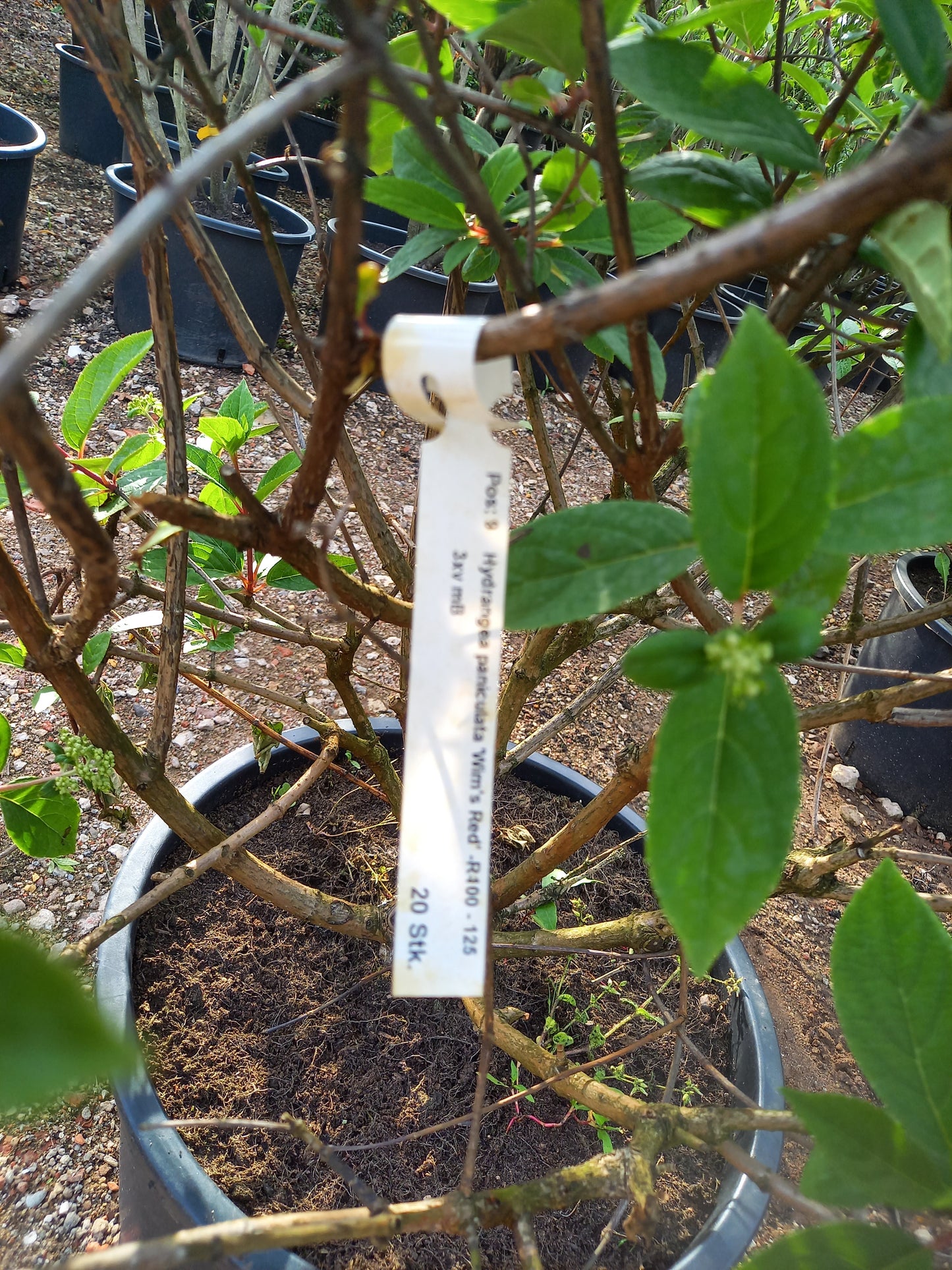 Hydrangea paniculata Wims red hortensia
