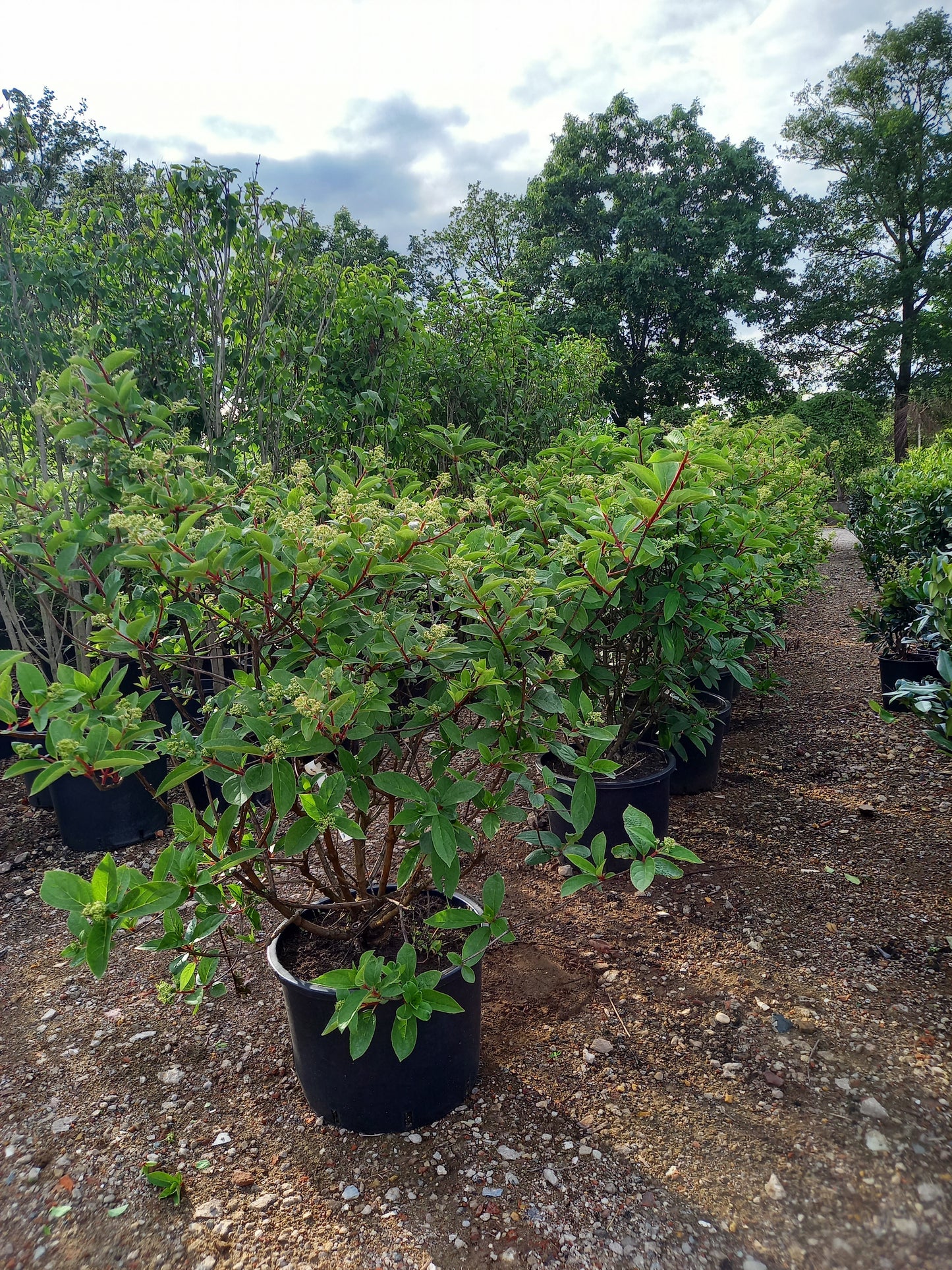 Hydrangea paniculata Wims red hortensia