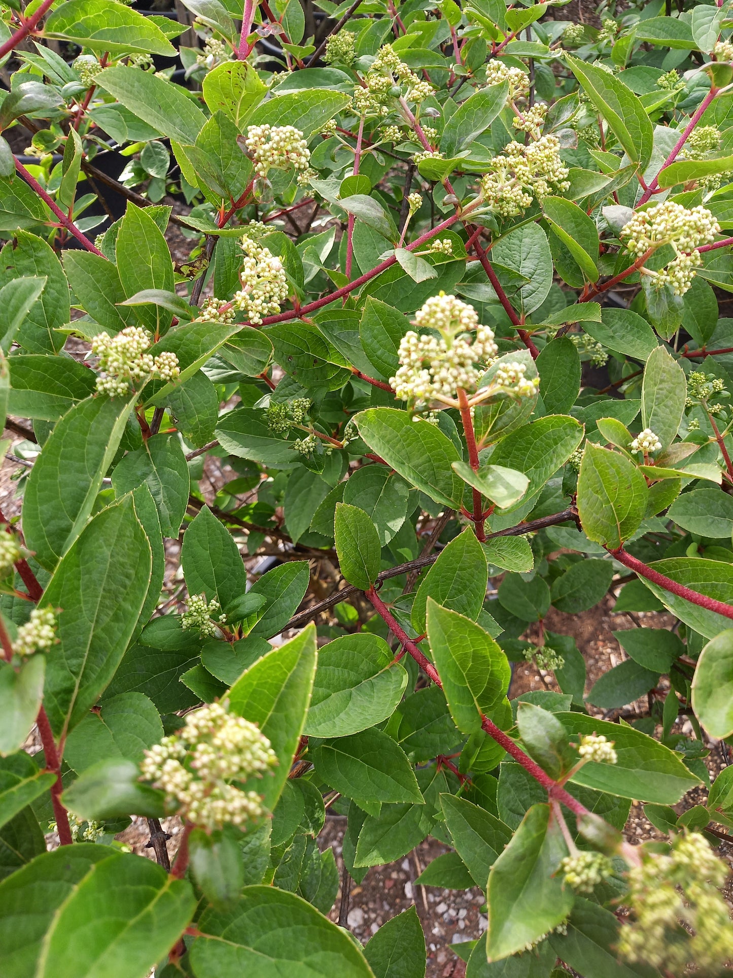 Hydrangea paniculata Wims red hortensia