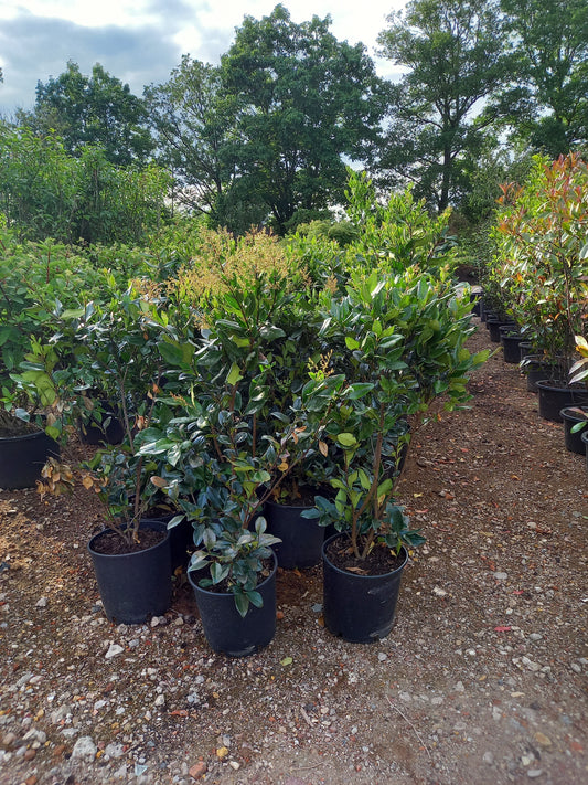 Ligustrum Texanum groenblijvende liguster
