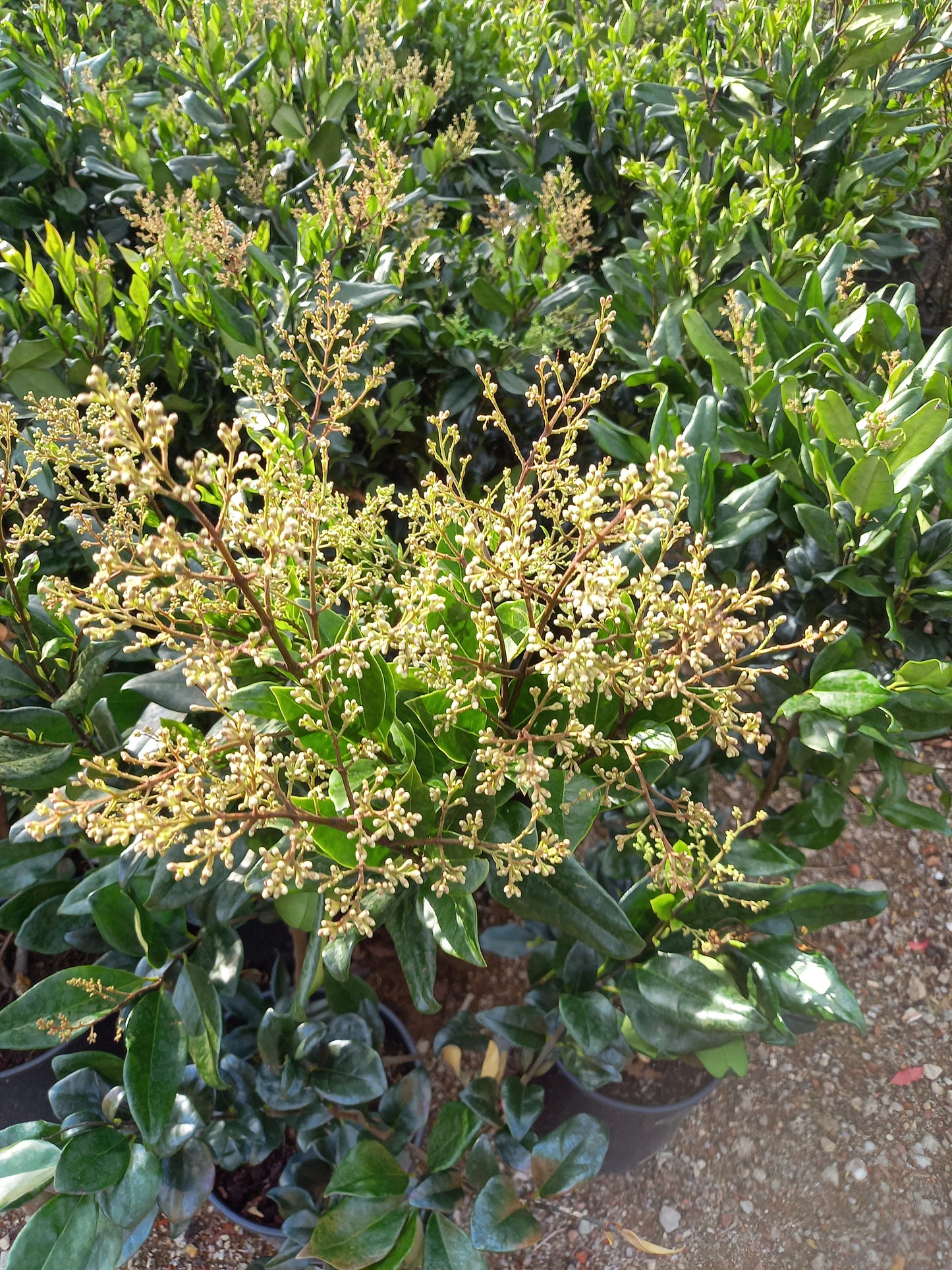 Ligustrum Texanum groenblijvende liguster