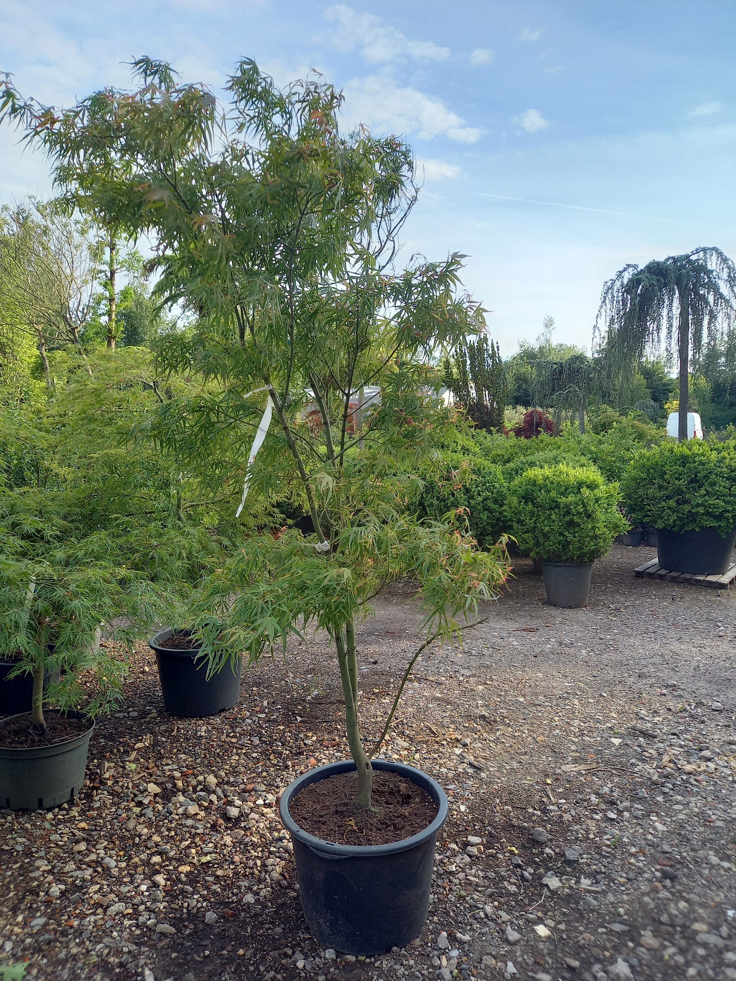 Acer palmatum Koto no. ito Japanse esdoorn