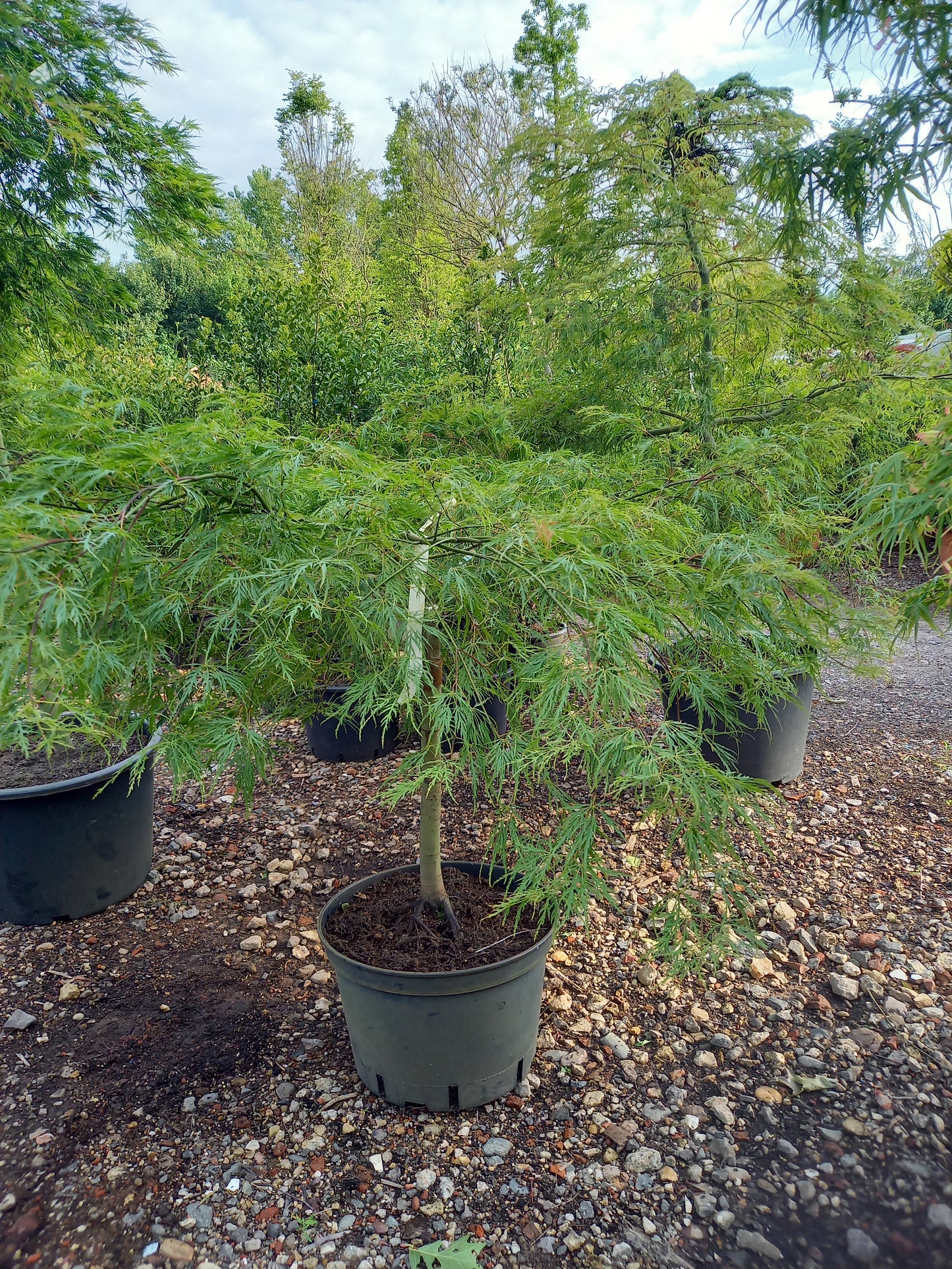 Acer palmatum "Dissectum" Japanse esdoorn