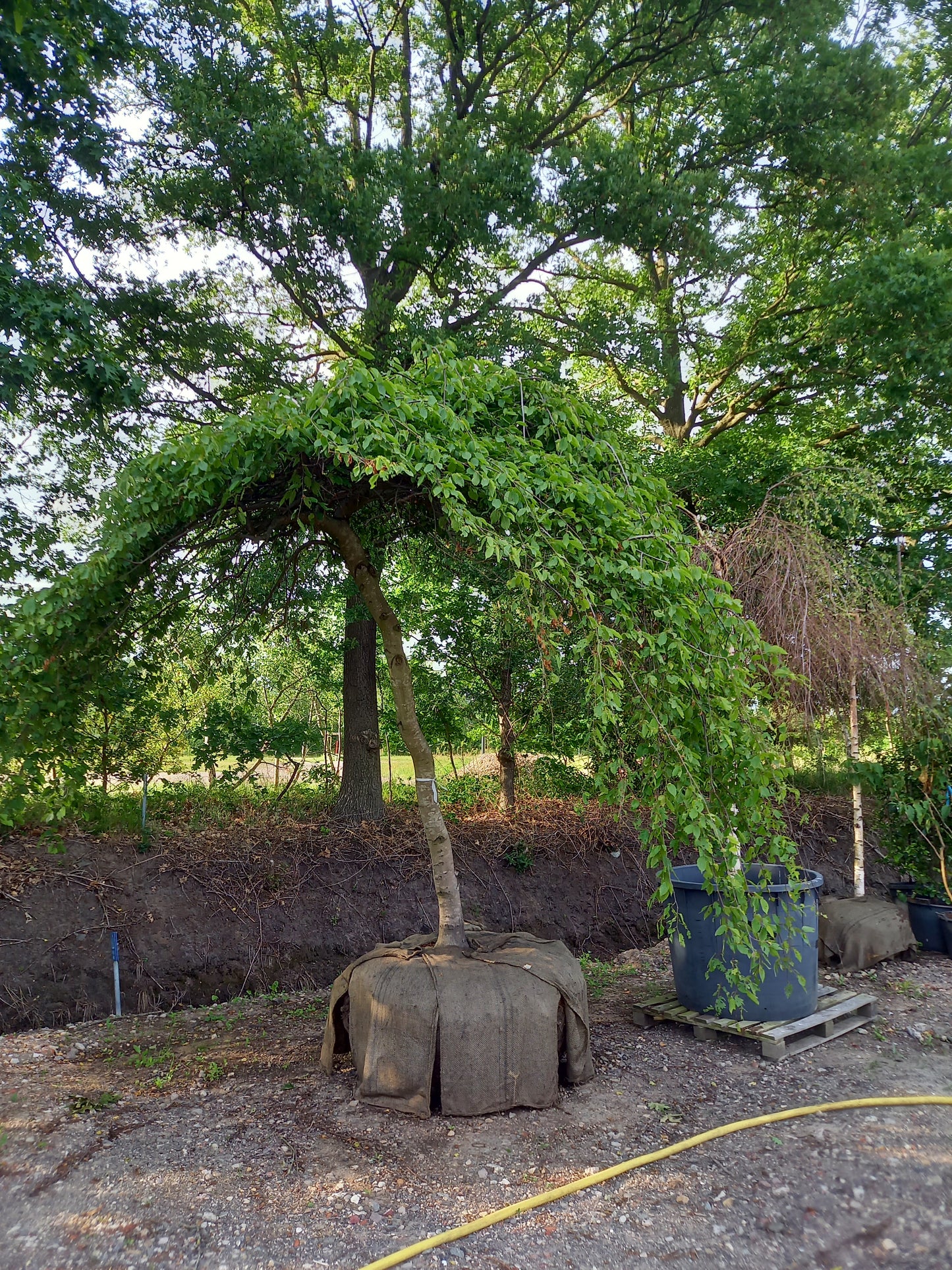 Carpinus Betulus Pendula beuk