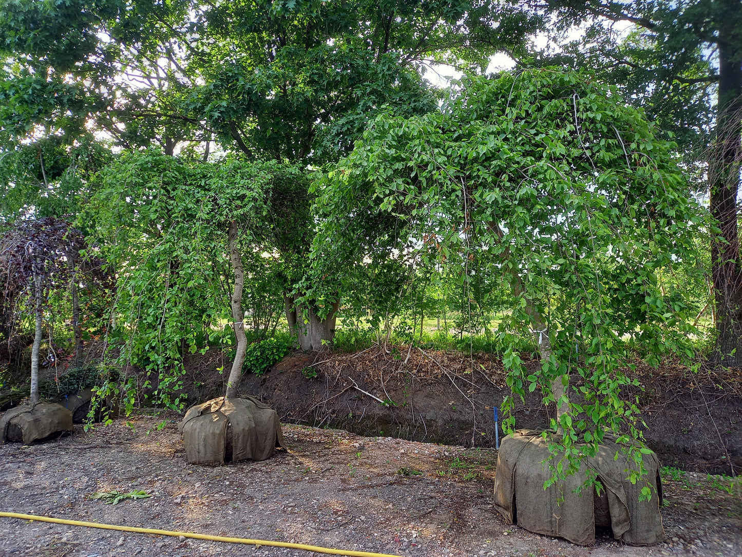 Carpinus Betulus Pendula beuk