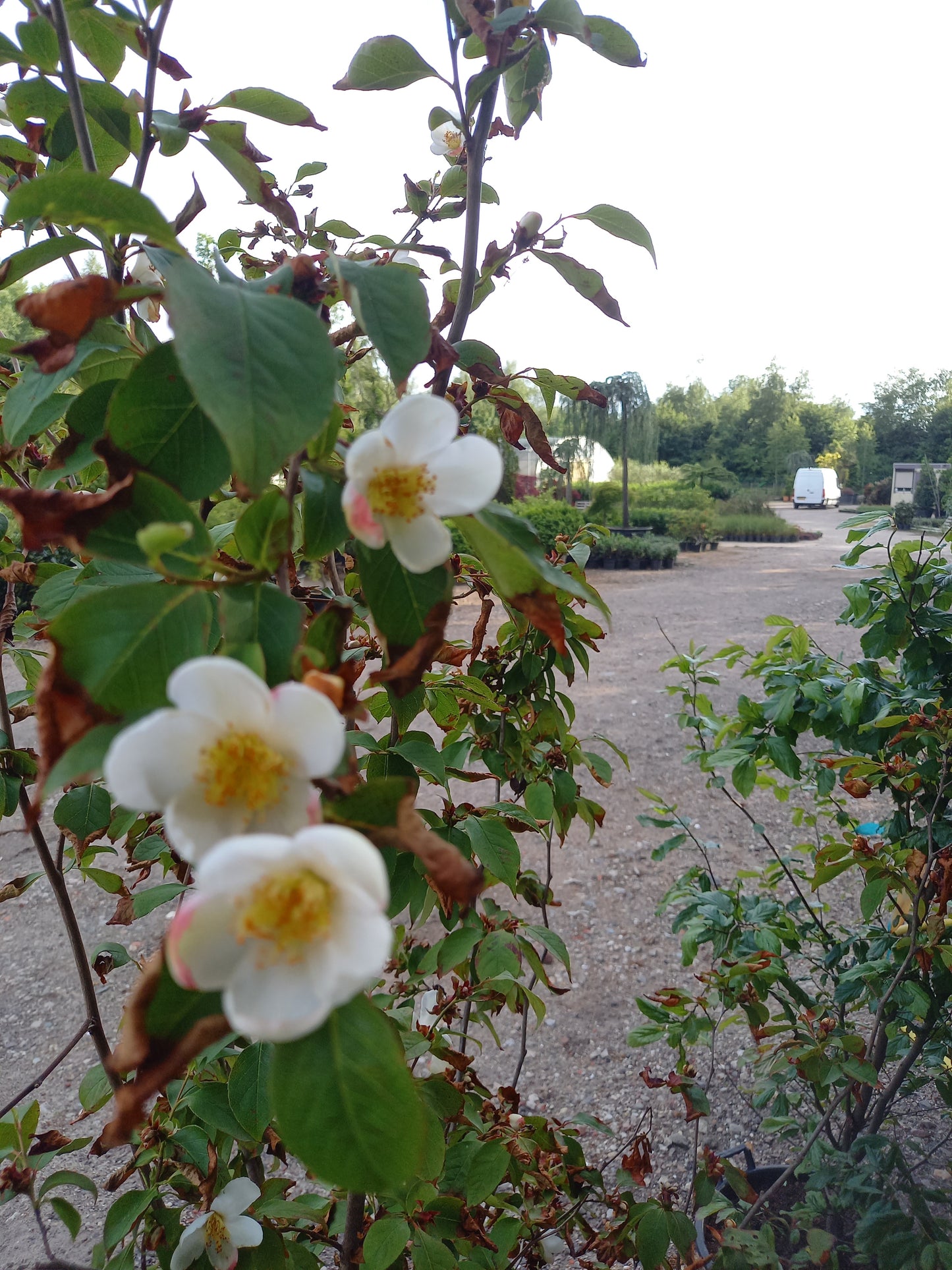 Stewartia Pseudocammelia schijncamelia
