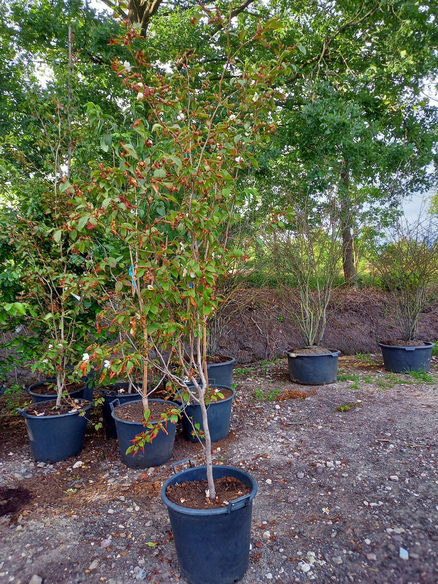 Stewartia Pseudocammelia schijncamelia