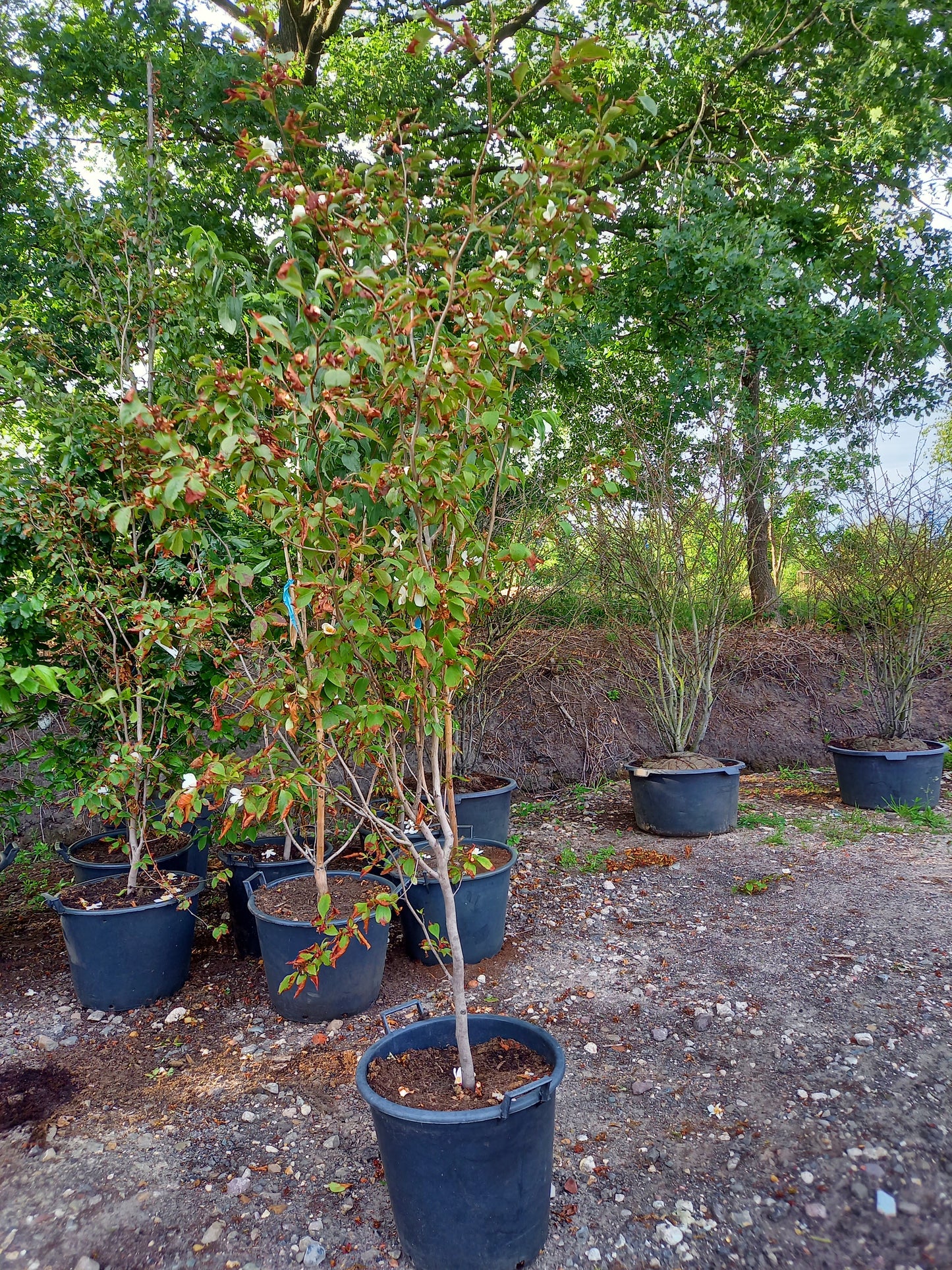 Stewartia Pseudocammelia schijncamelia