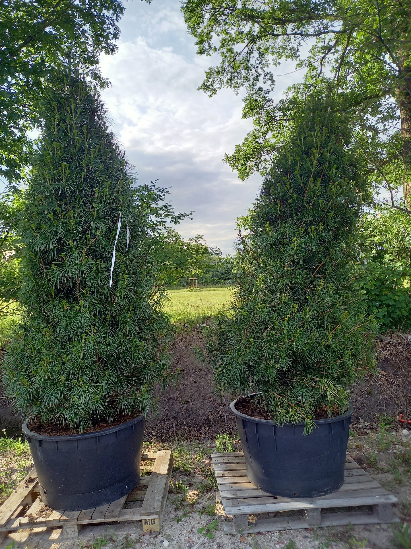 Sciadopitys Verticilata parasolden