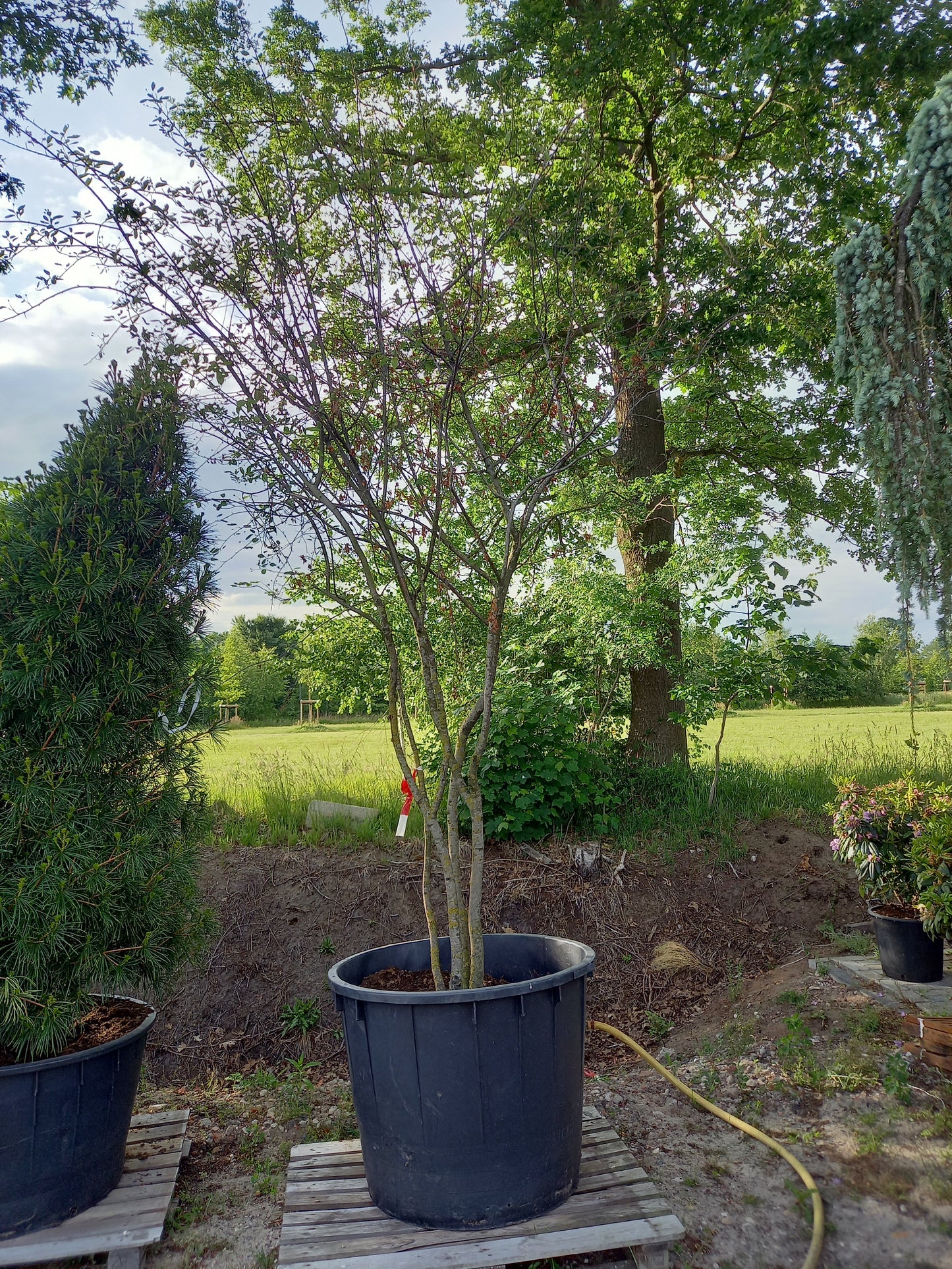 Amenlanchier Lamarckii krentenboom Meerstammig XXL
