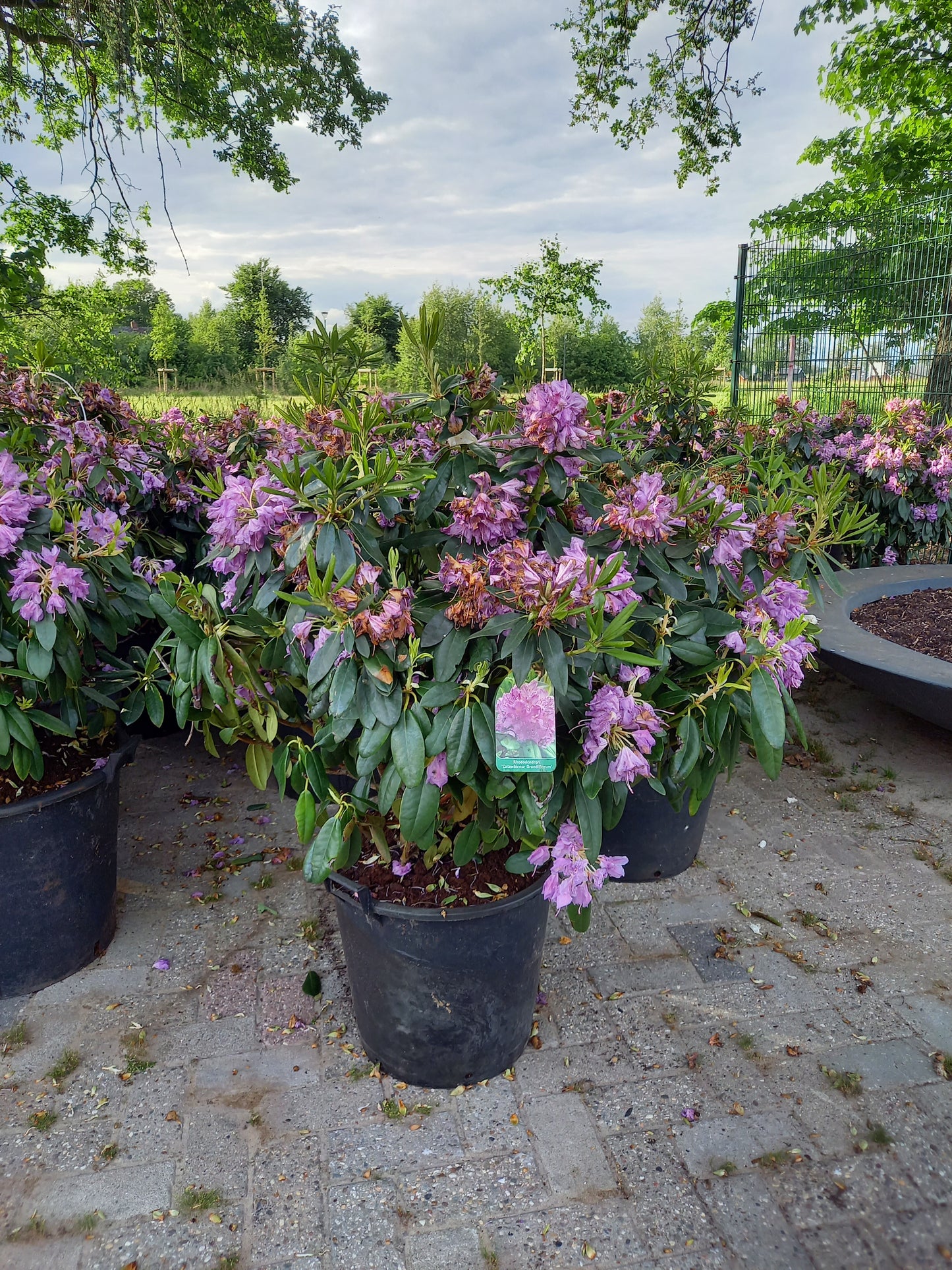 Rhododendron Catawb. Grandiflorum 70-80cm Paars Lila