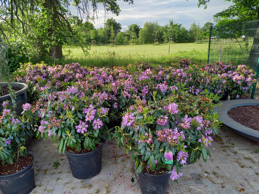 Rhododendron Catawb. Grandiflorum 70-80cm Paars Lila