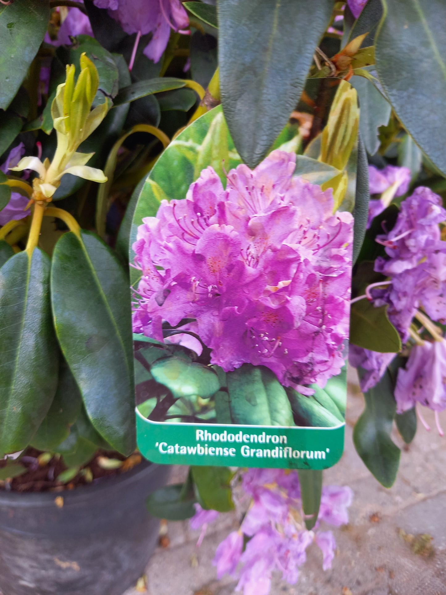 Rhododendron Catawb. Grandiflorum 70-80cm Paars Lila