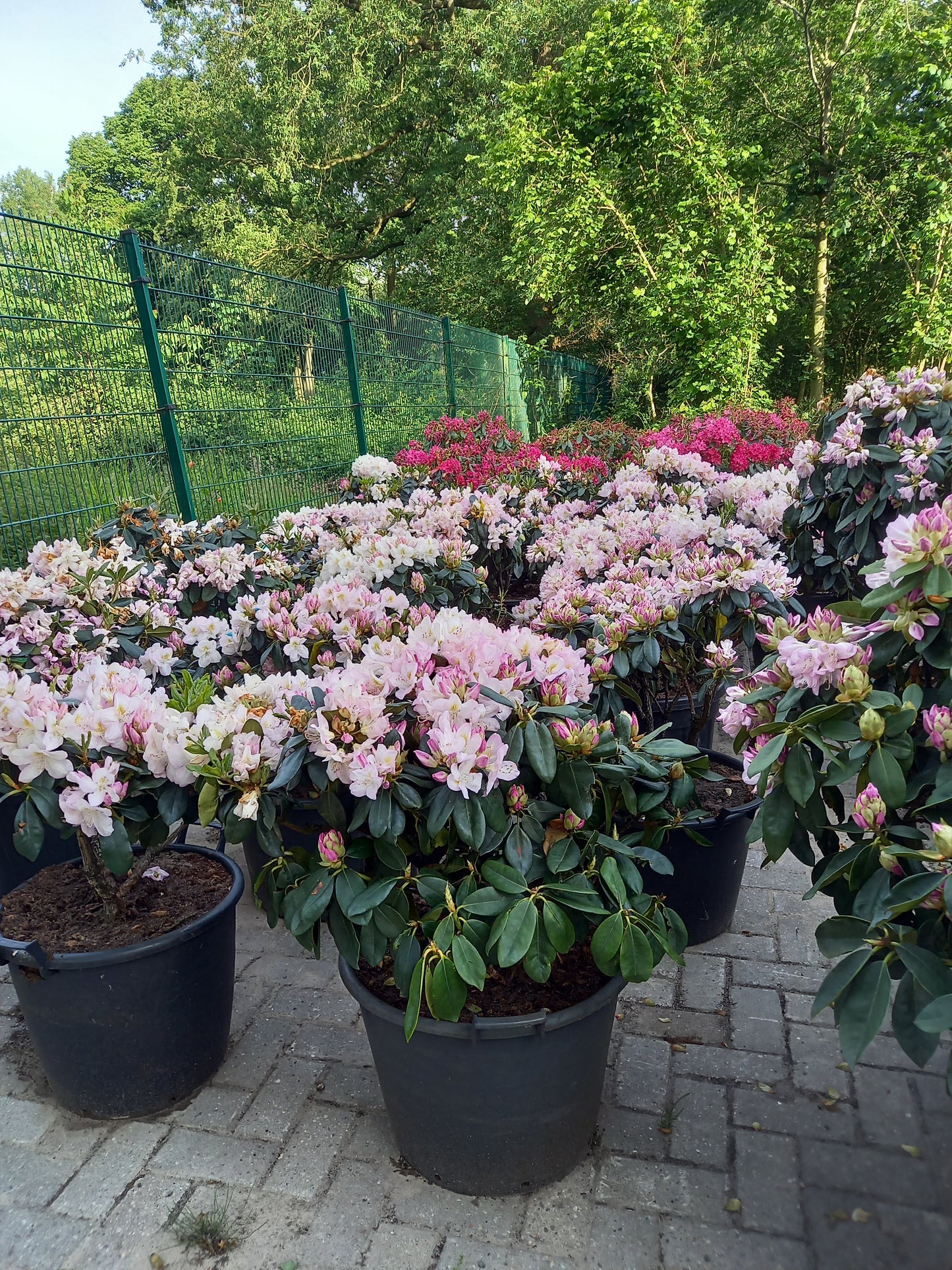 Rhododendron Hybr. Gomer Waterer 60-70cm