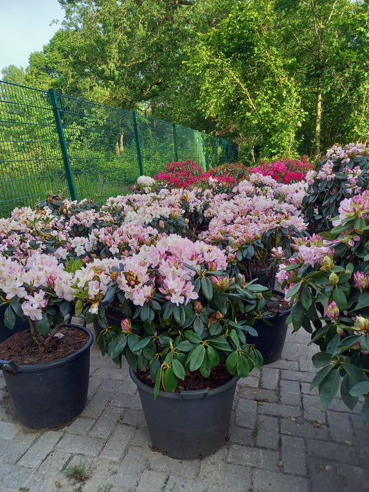 Rhododendron Hybr. Gomer Waterer 60-70cm
