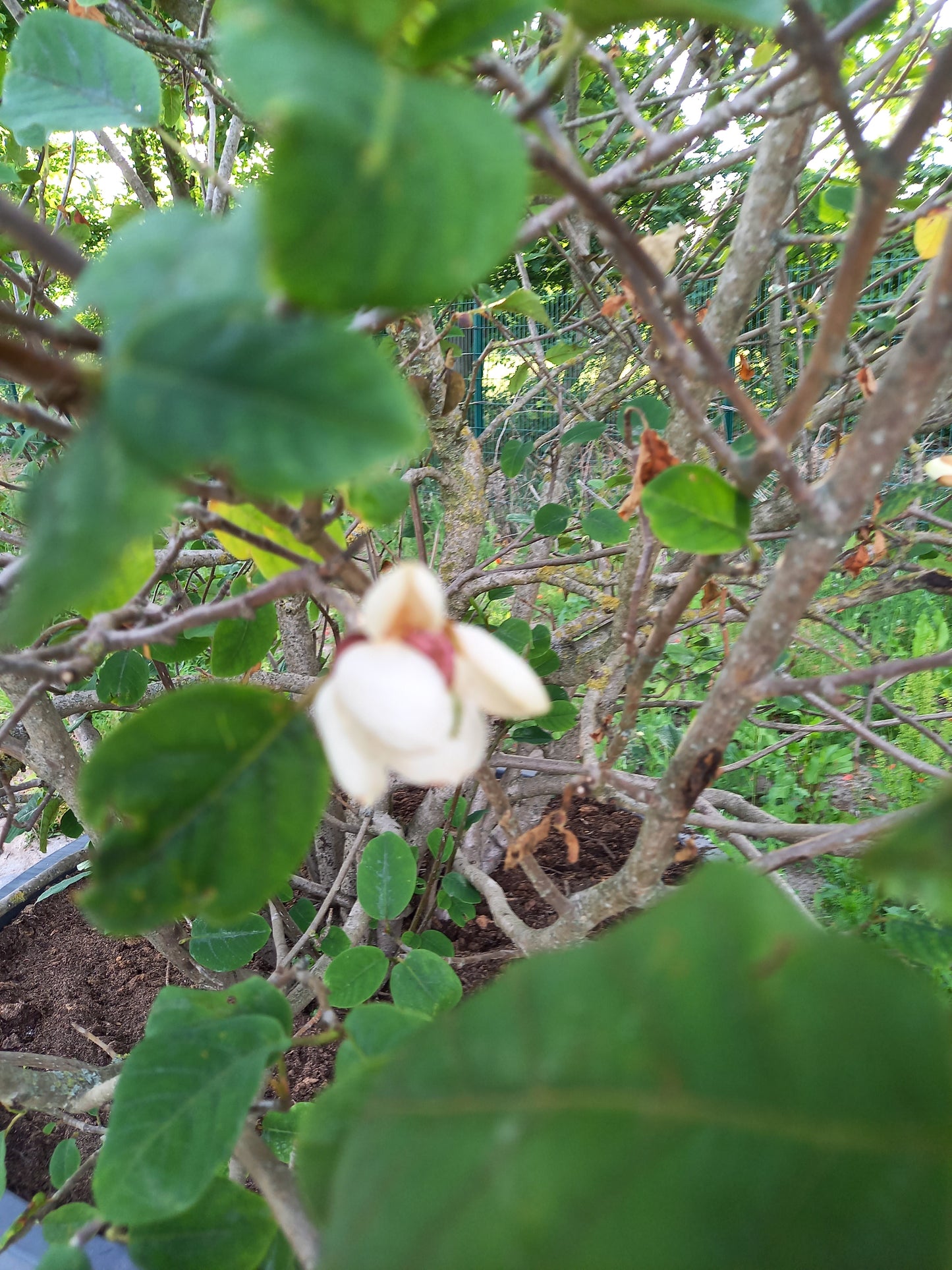 Magnolia sieboldii