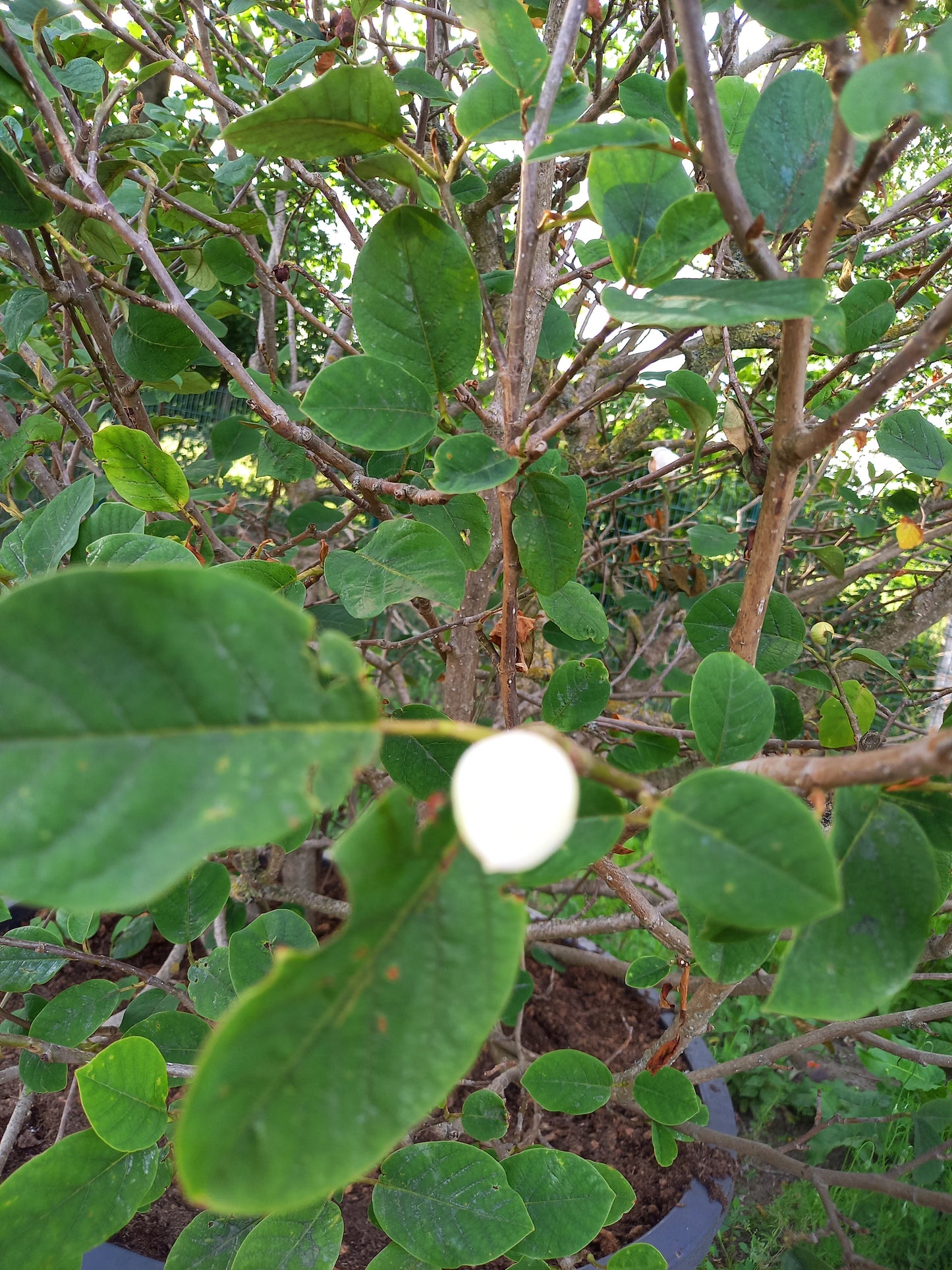 Magnolia sieboldii