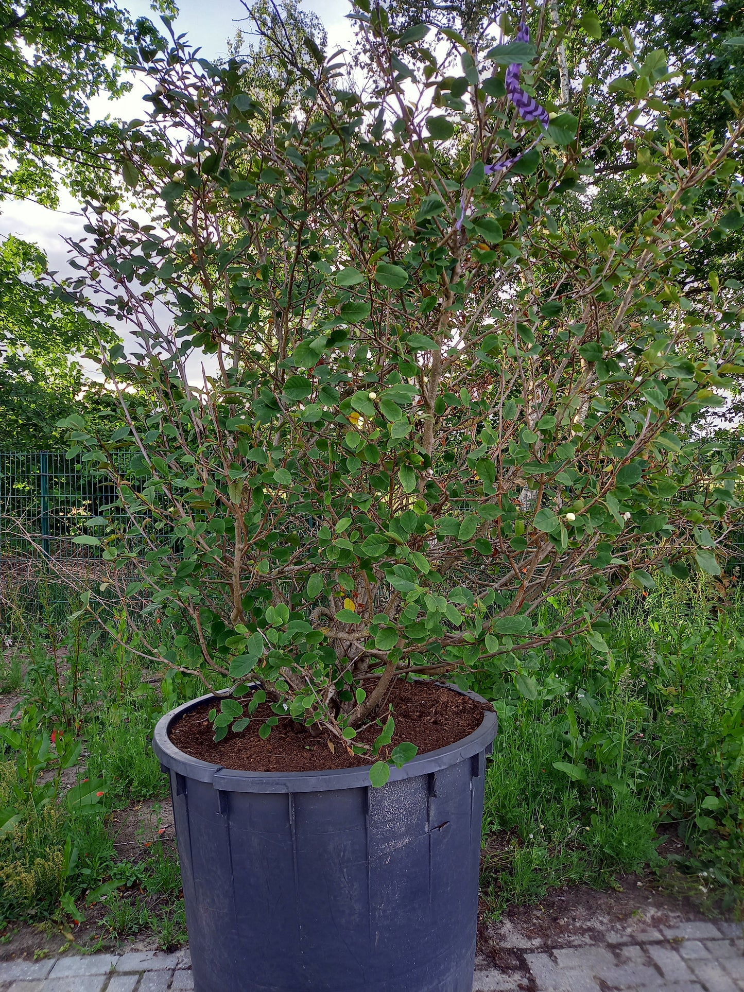 Magnolia sieboldii