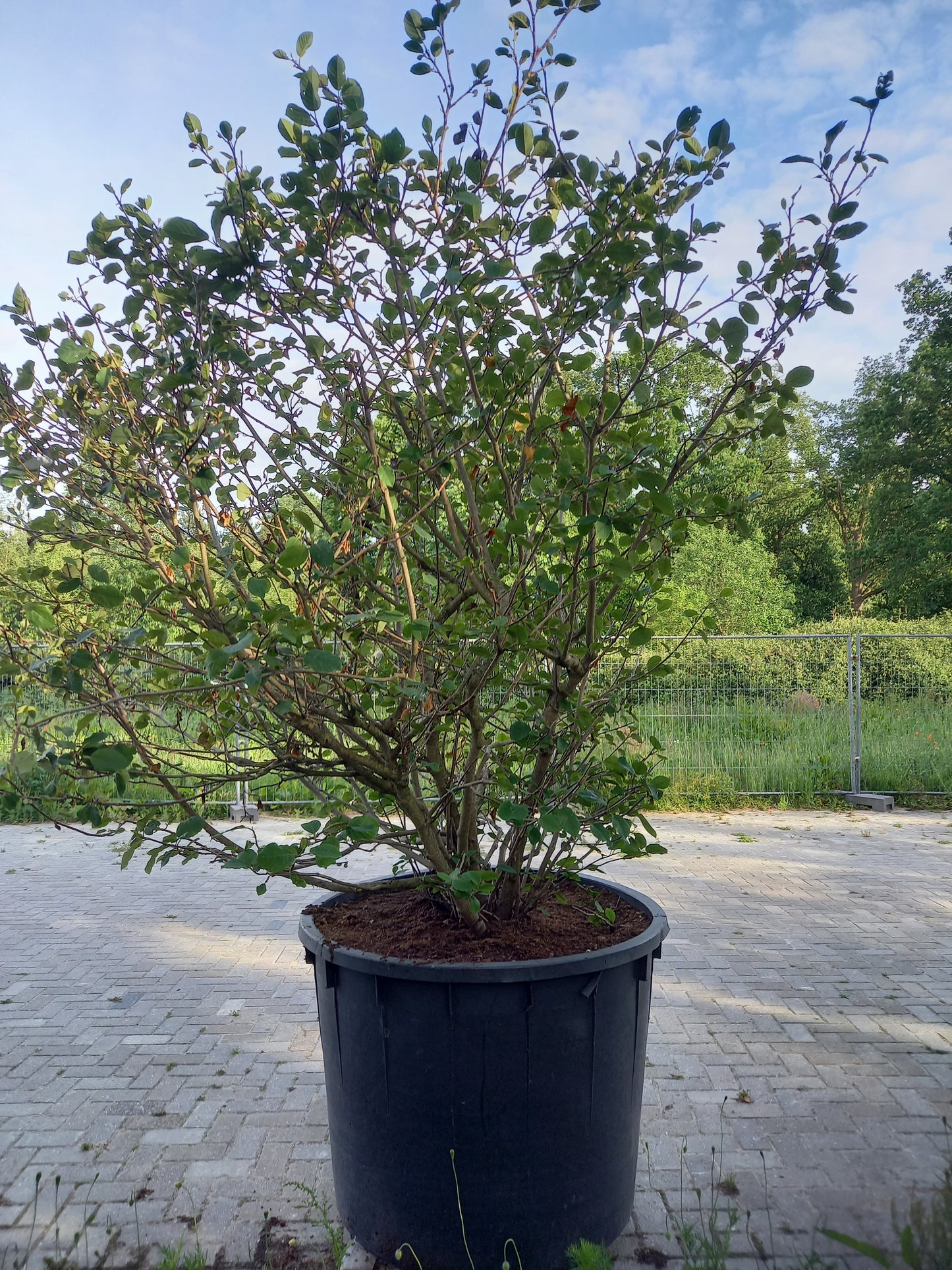 Magnolia sieboldii
