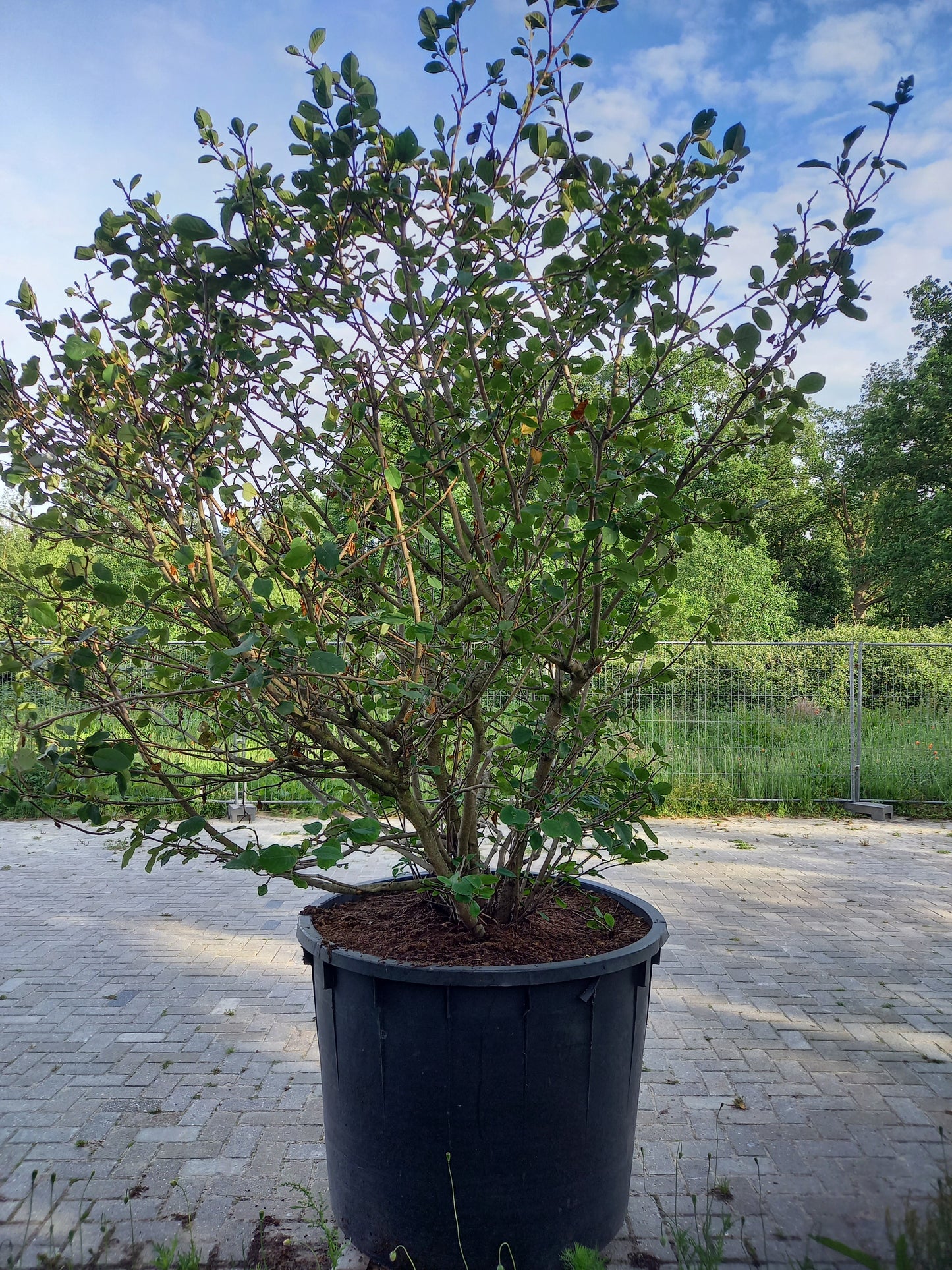 Magnolia sieboldii