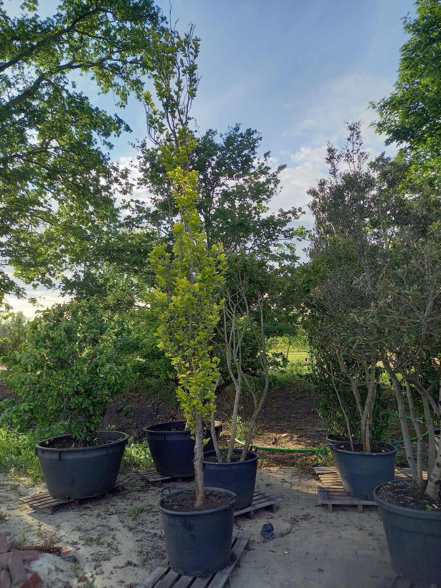 Zuilbeuk Fagus sylvatica dawyck gold