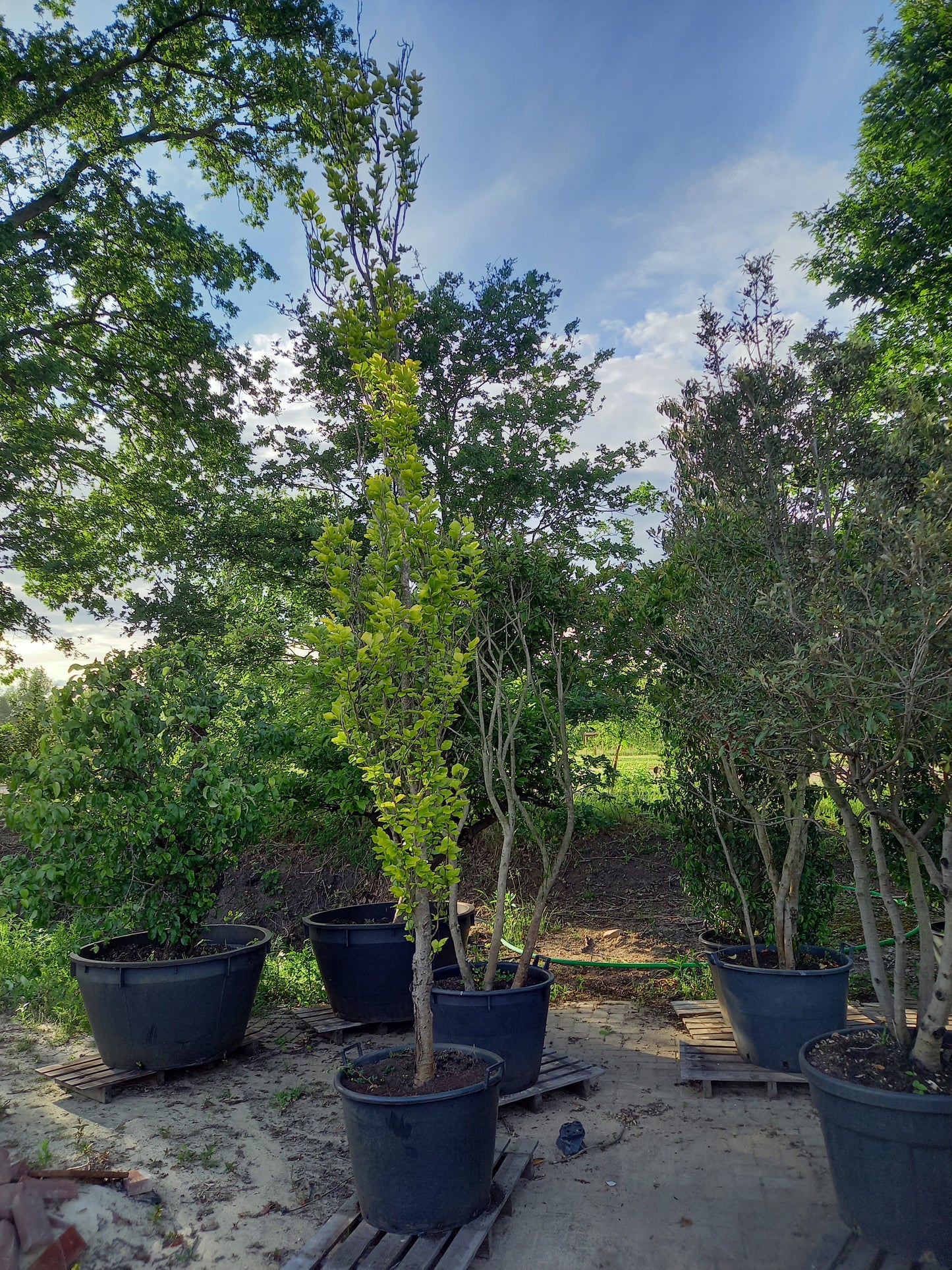 Zuilbeuk Fagus sylvatica dawyck gold
