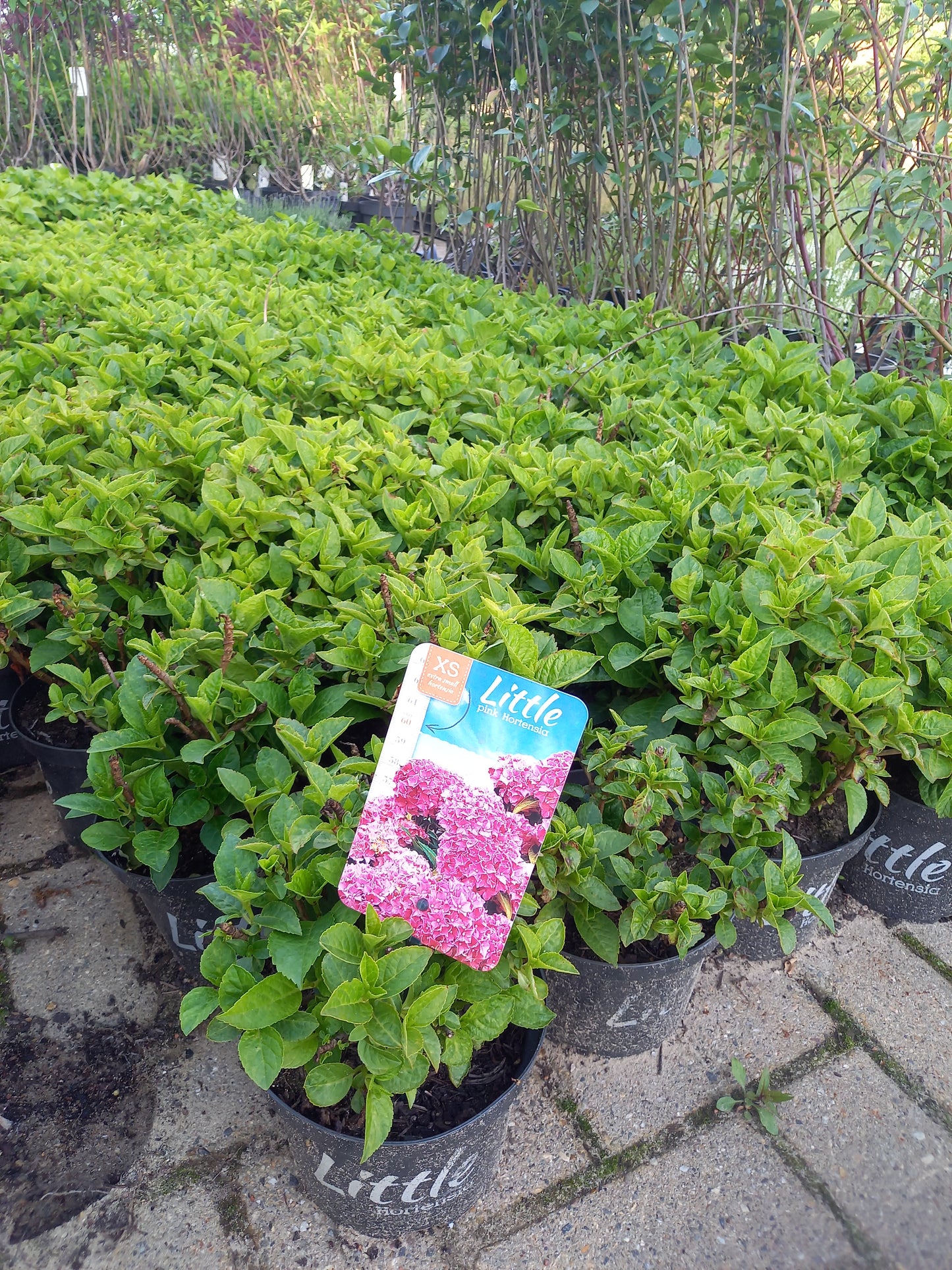 Kleinblijvende hortensia Roze