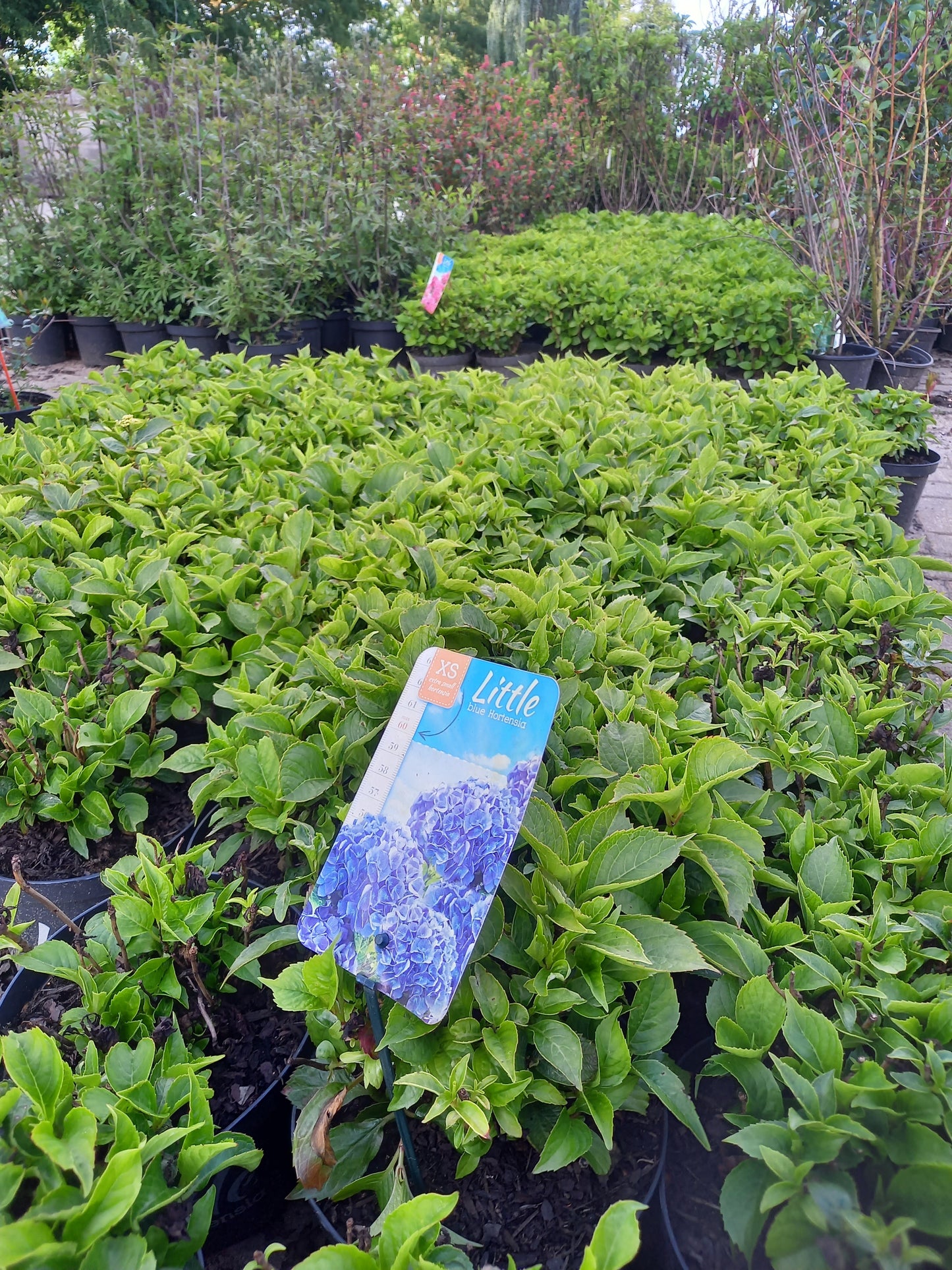 Kleinblijvende hortensia Blauw