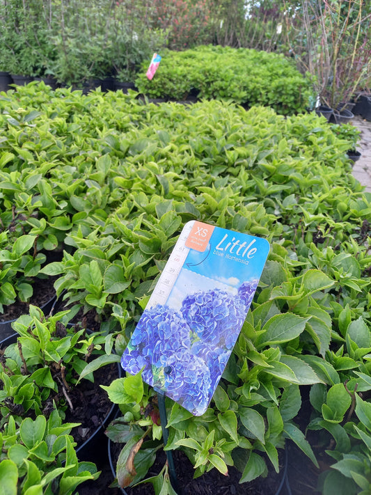 Kleinblijvende hortensia Blauw
