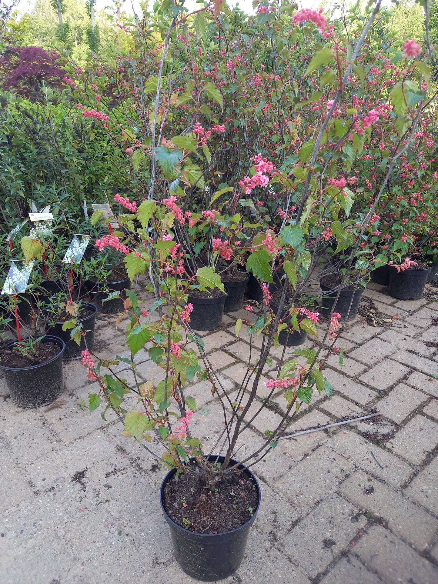 Neillia Affinis trosspirea