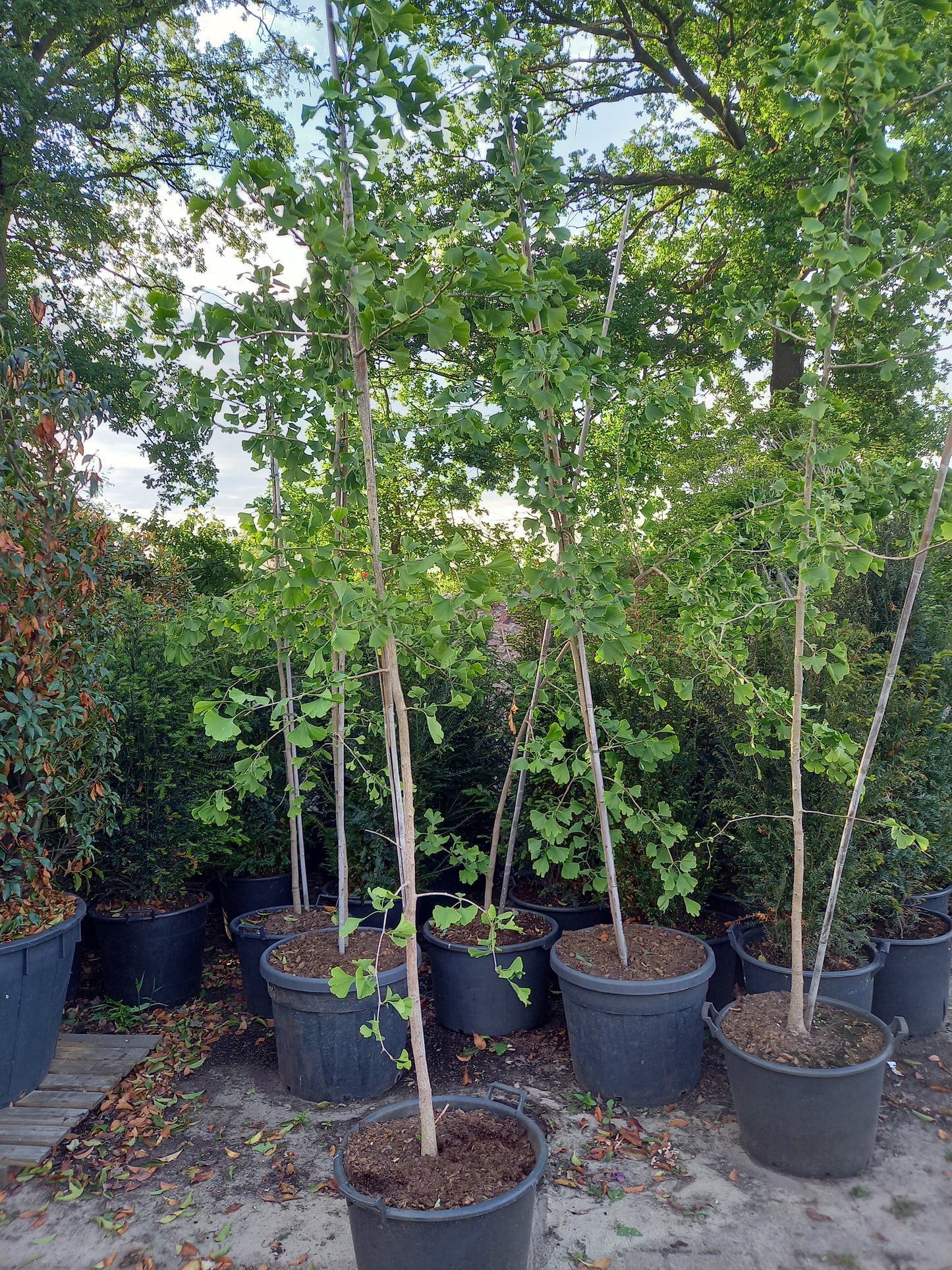 Ginkgo Biloba japanse notenboom