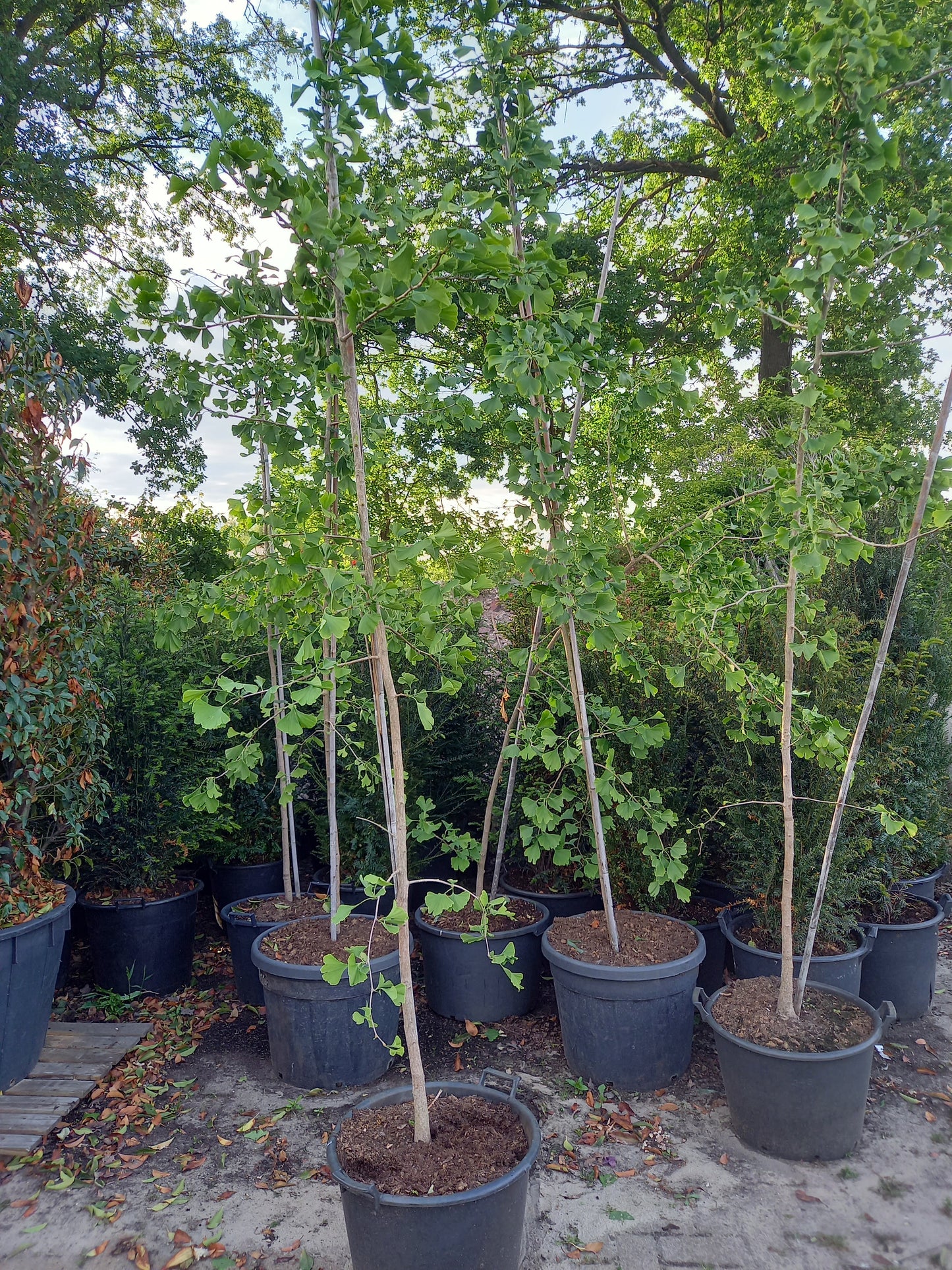 Ginkgo Biloba japanse notenboom